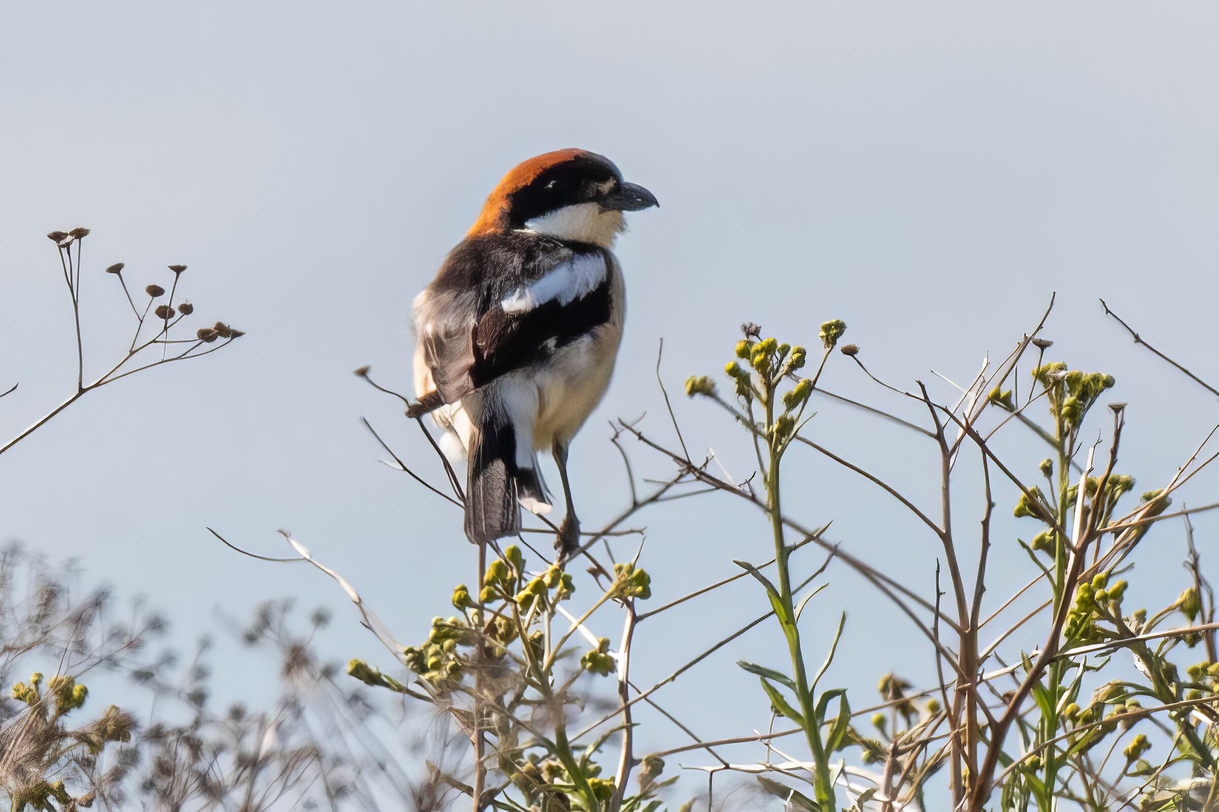Red-headed shrike