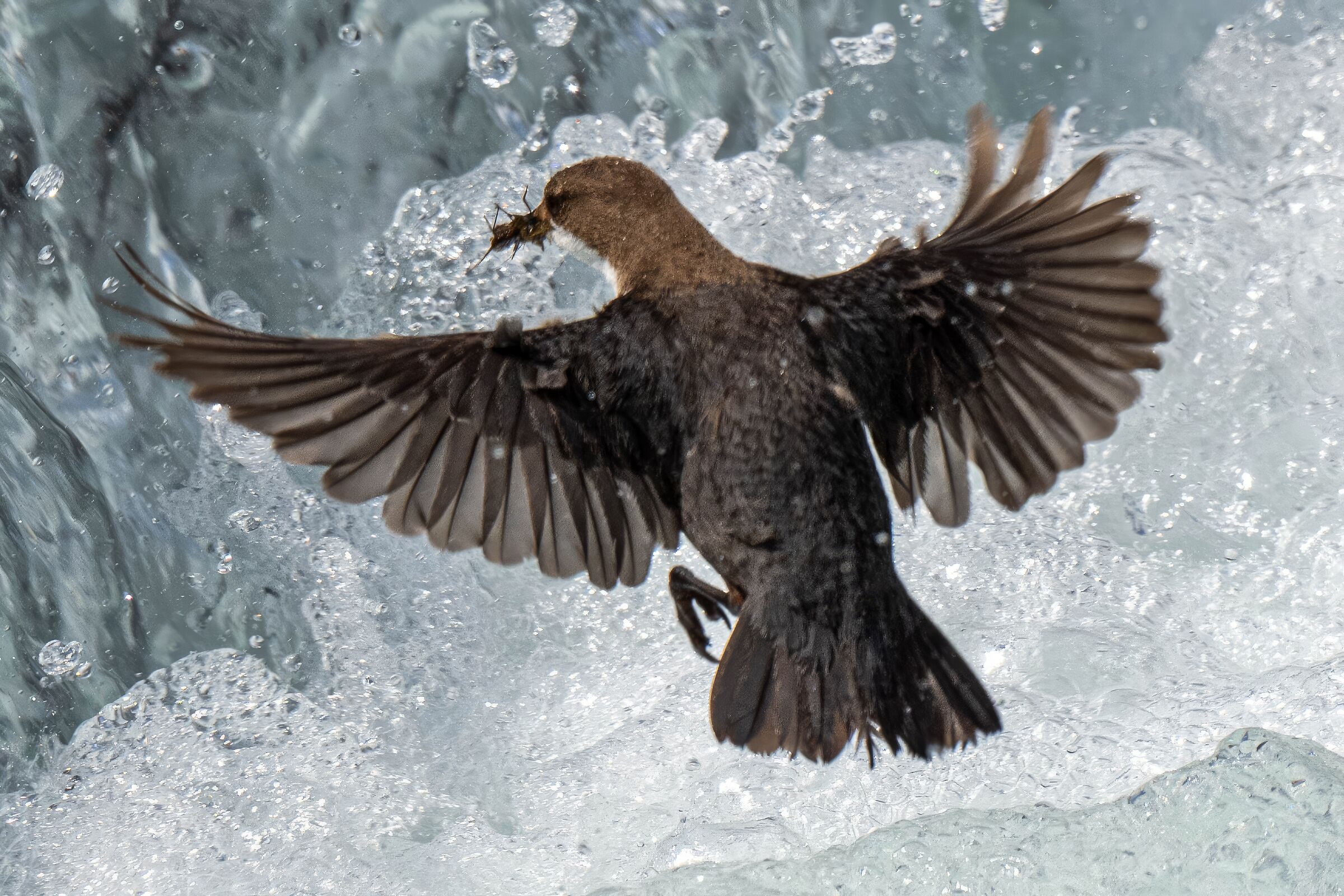 White-throated dipper