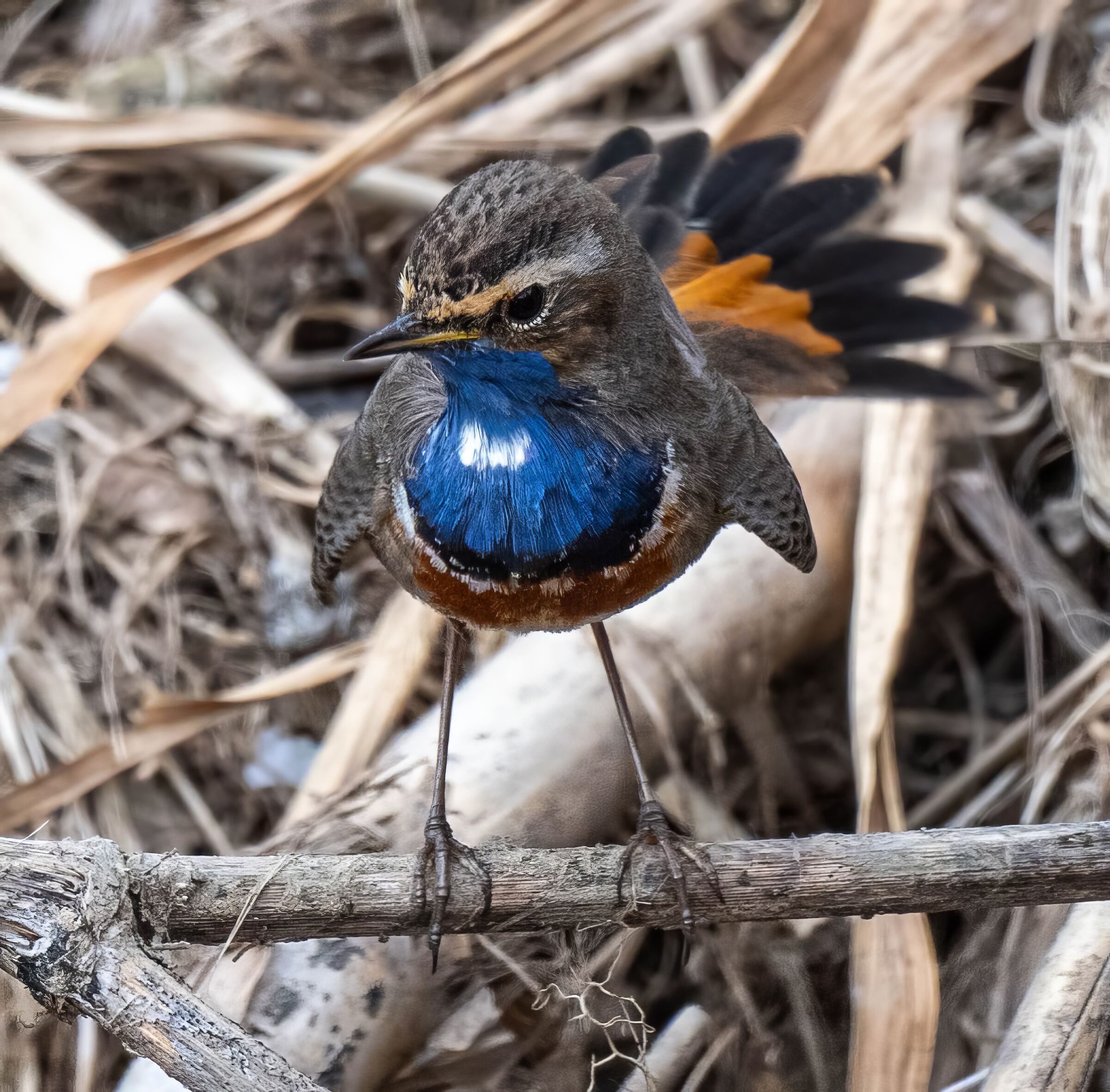 Bluethroat