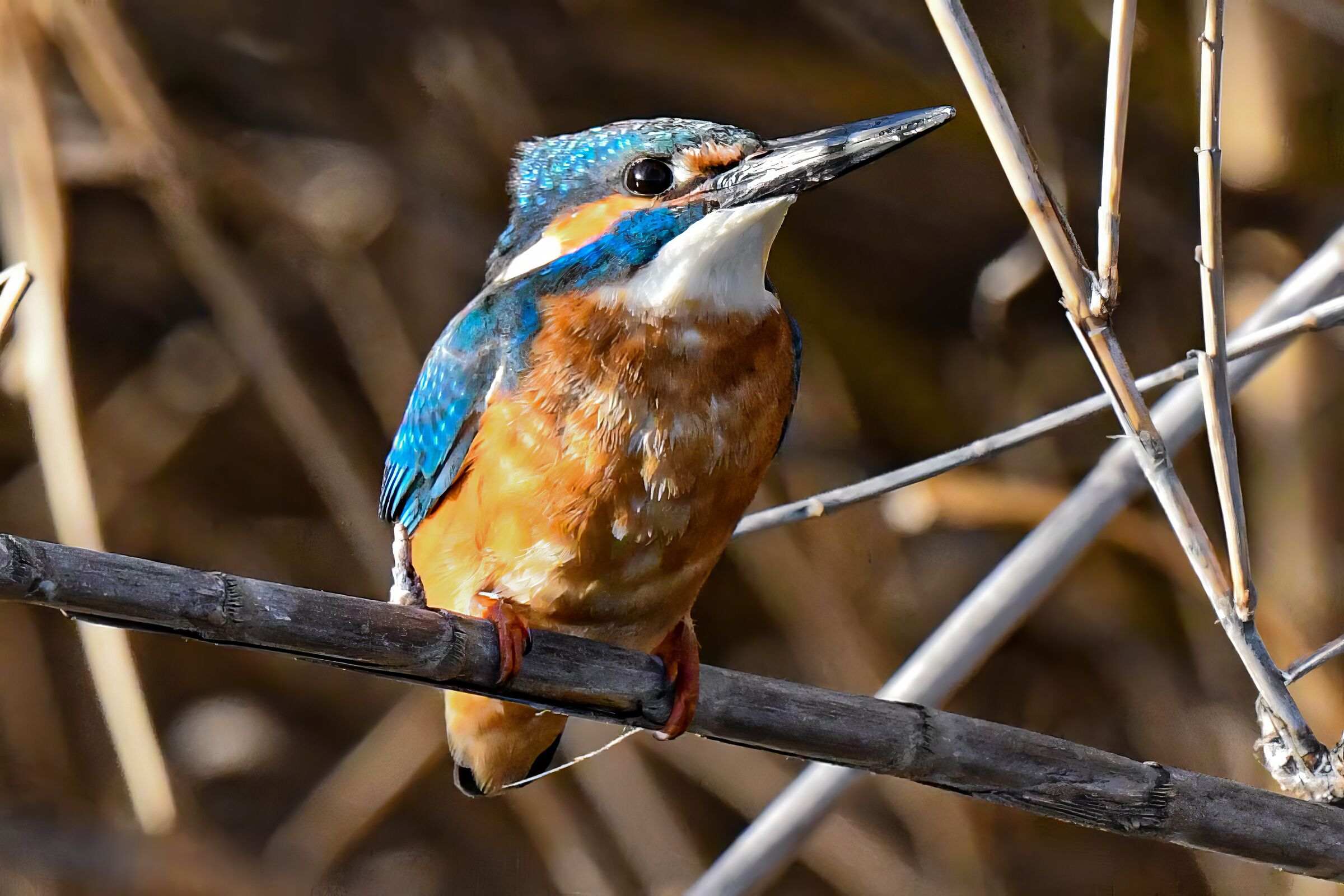 Kingfisher