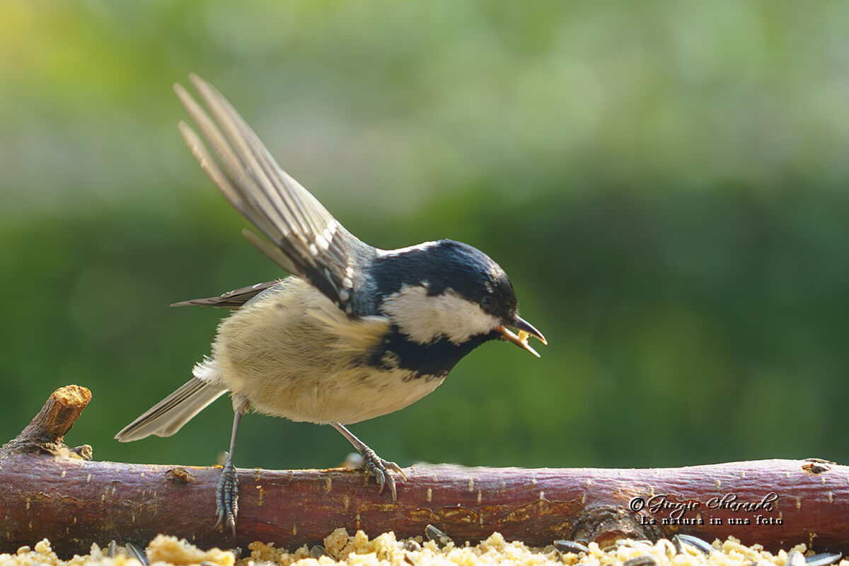 Black (Periparus ater)