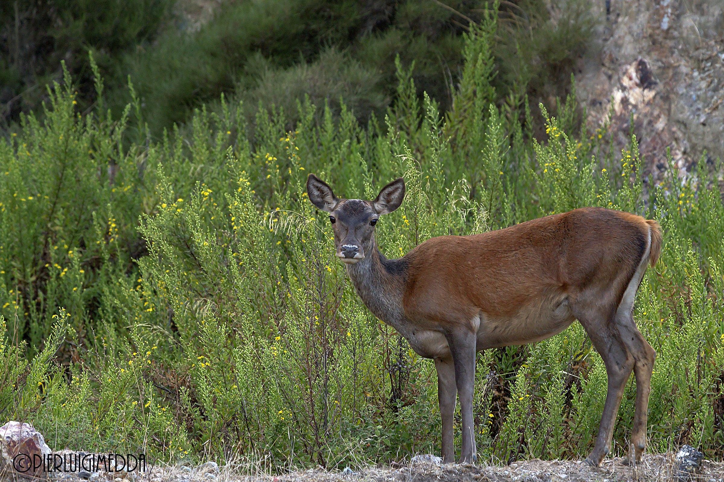Cervo sardo