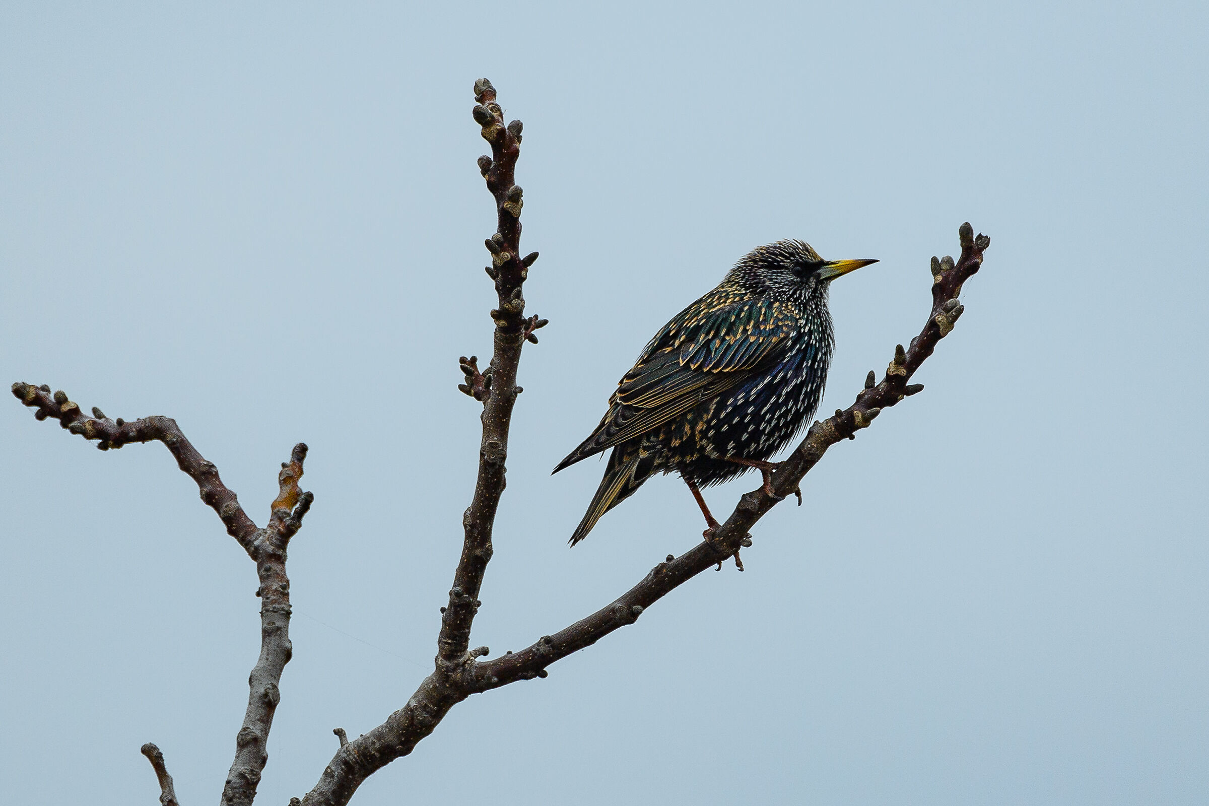 Starling