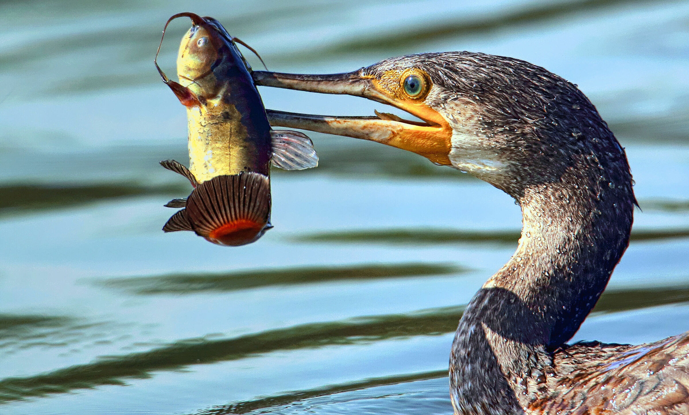 Il cacciatore di gatti
