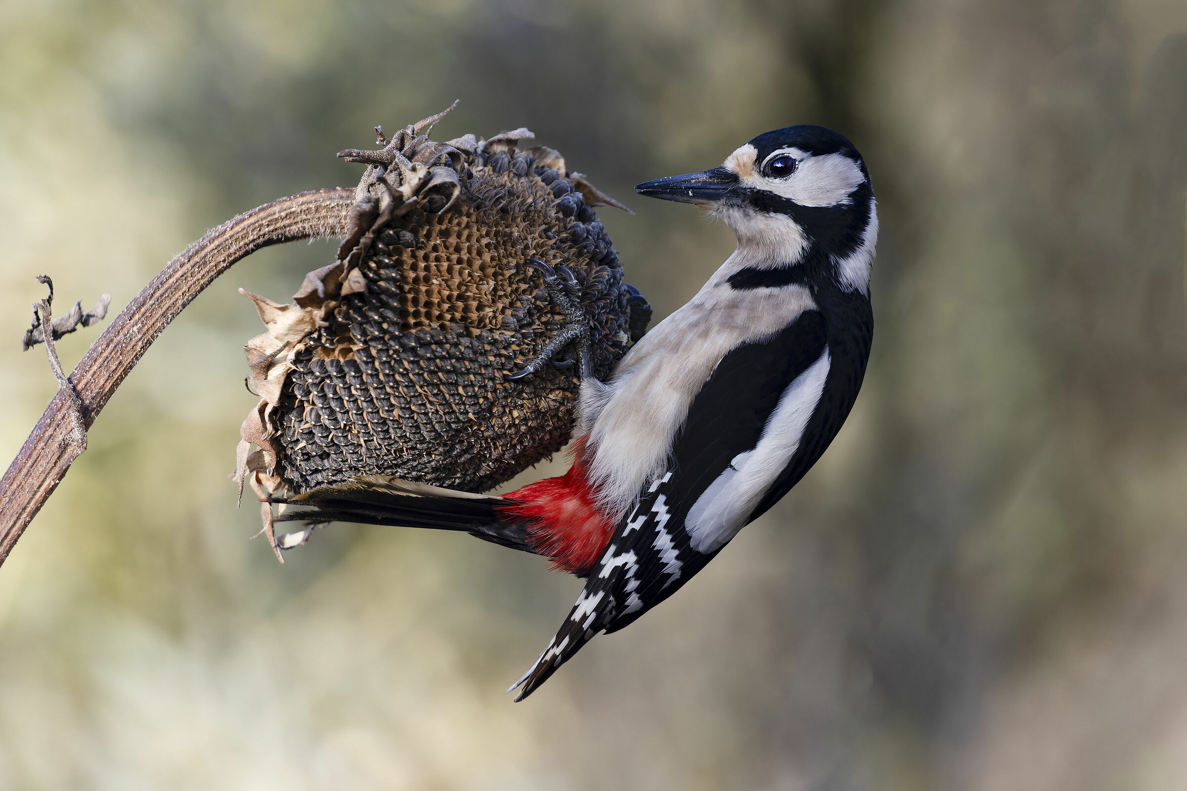 Great spotted woodpecker