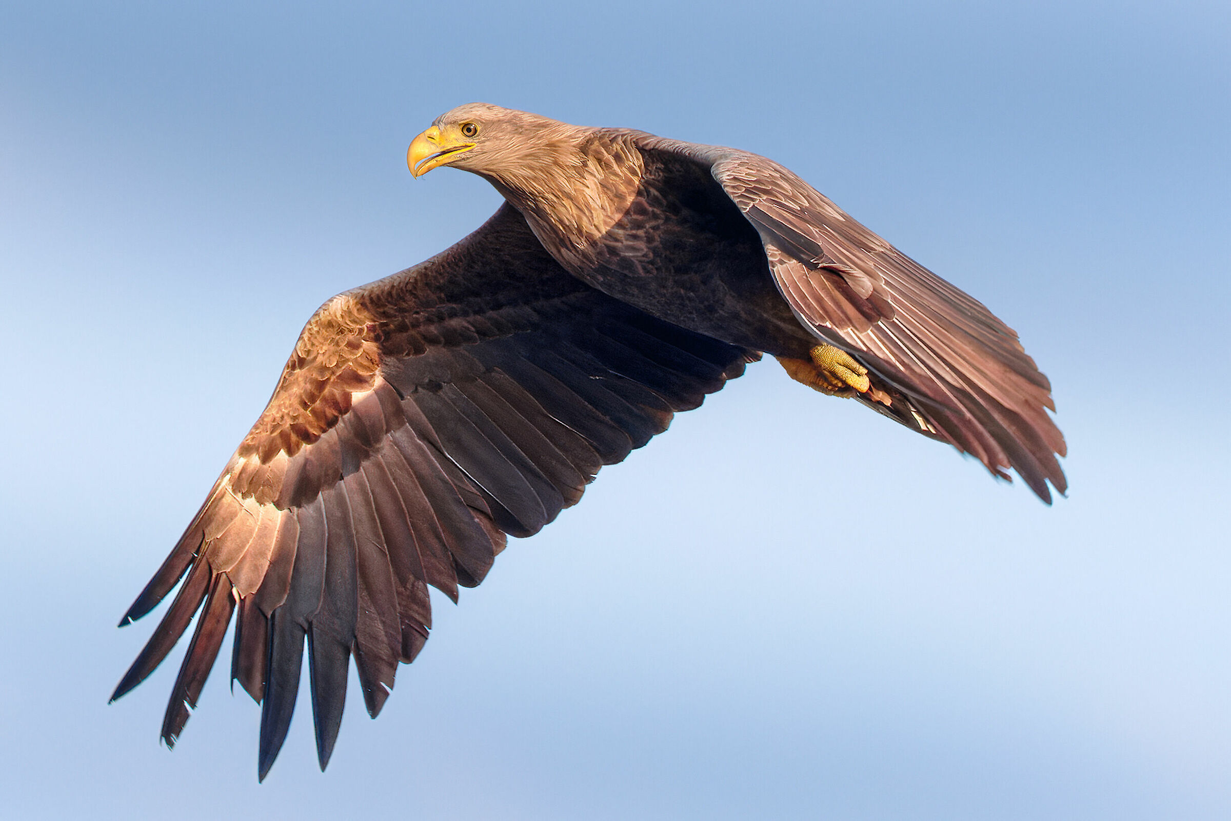 Volo pomeridiano