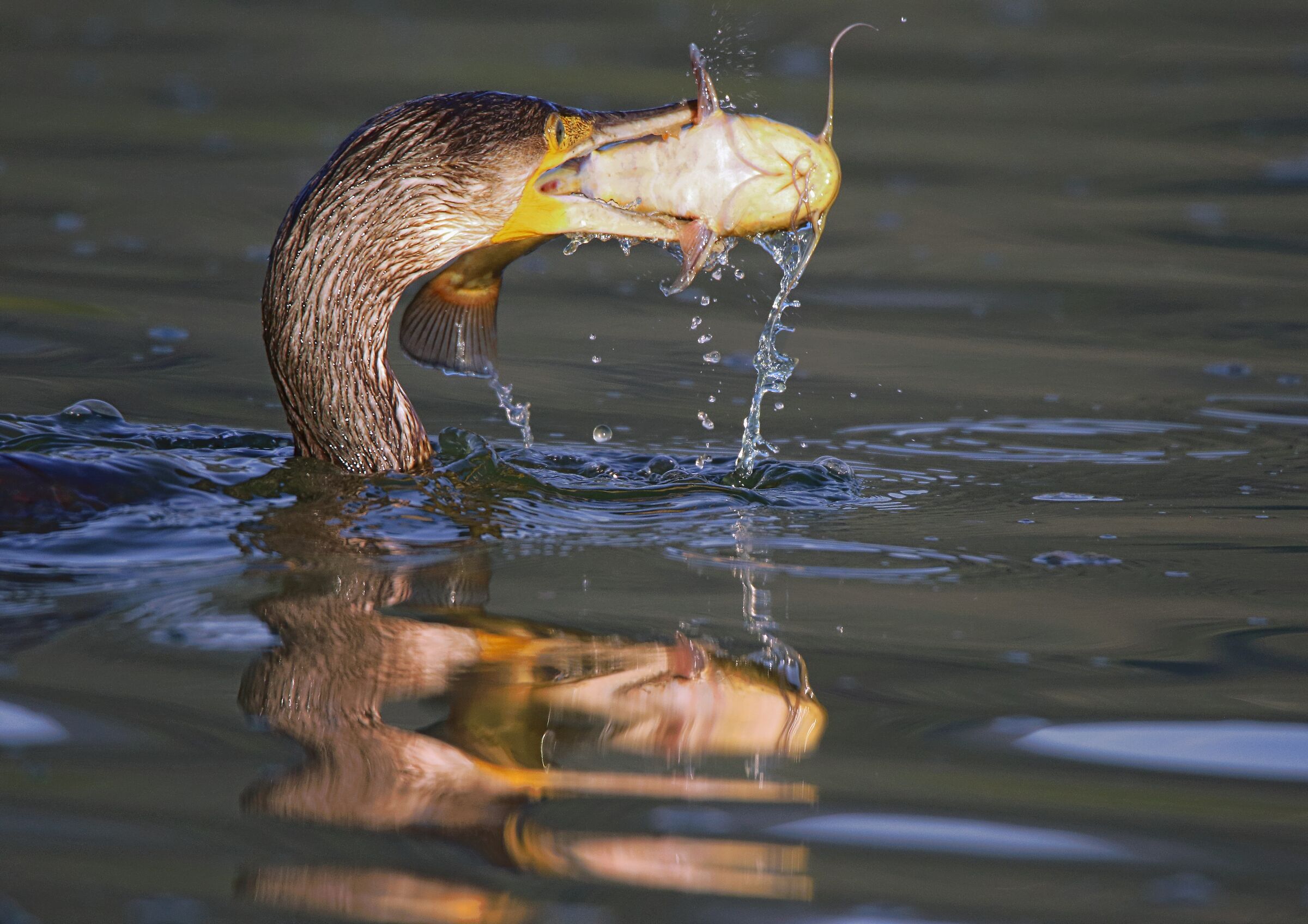 Il cacciatore di gatti