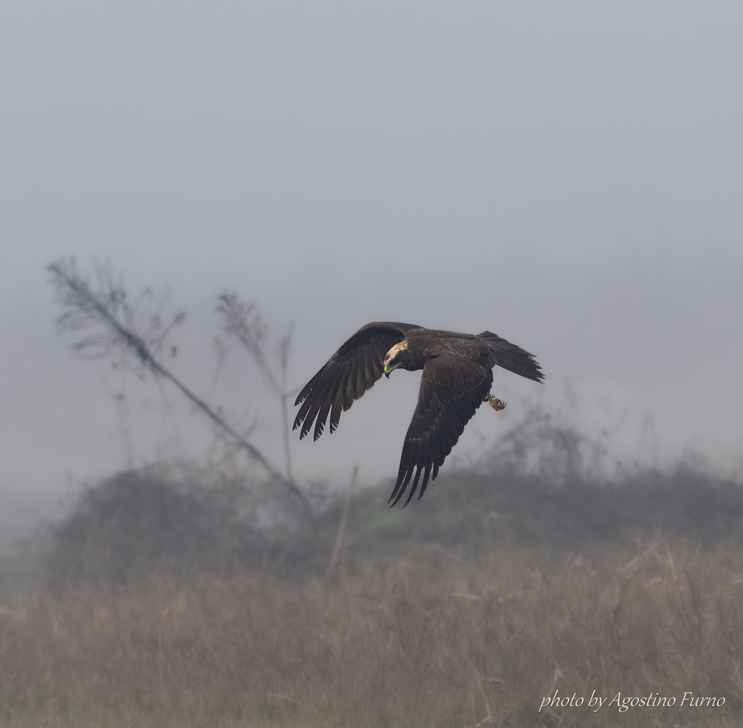 Marsh Harrier... In the fog of his swamp