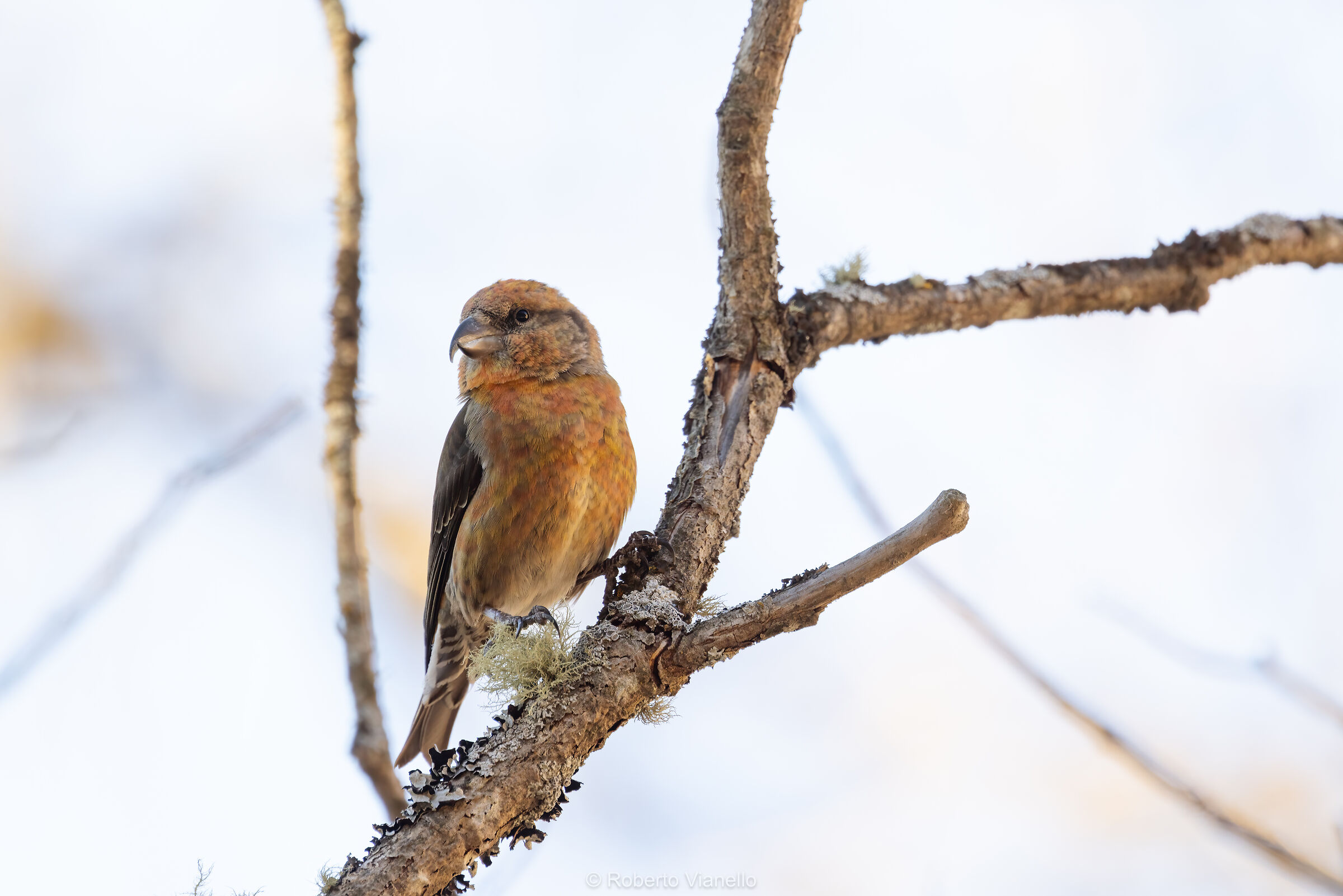 Crociere maschio (Loxia curvirostra)