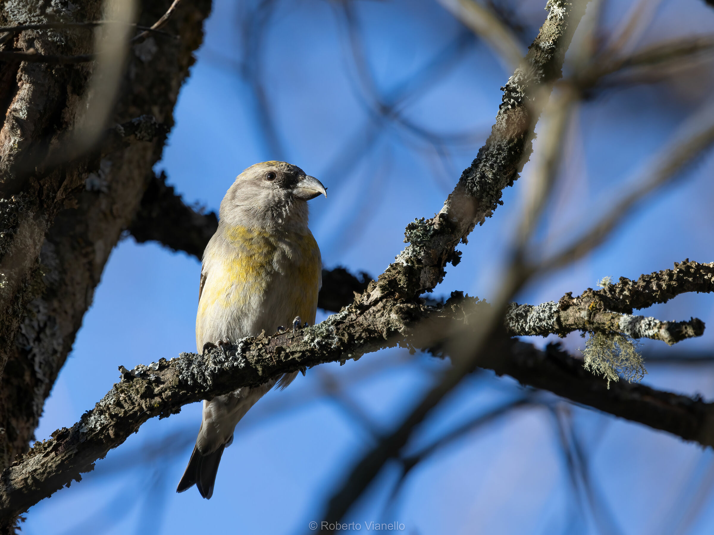 Crociere femmina (Loxia curvirostra)