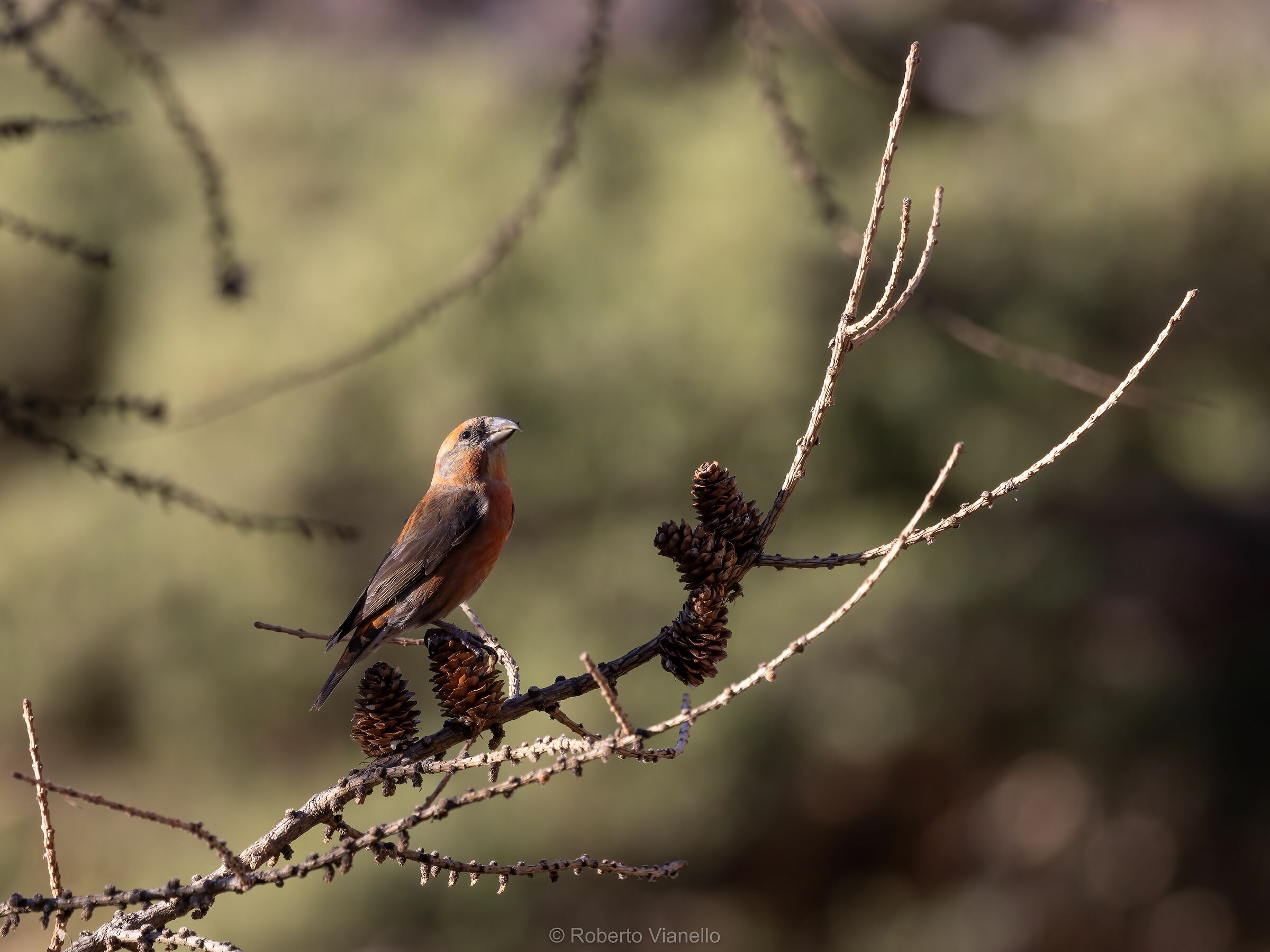 Crociere maschio (Loxia curvirostra)