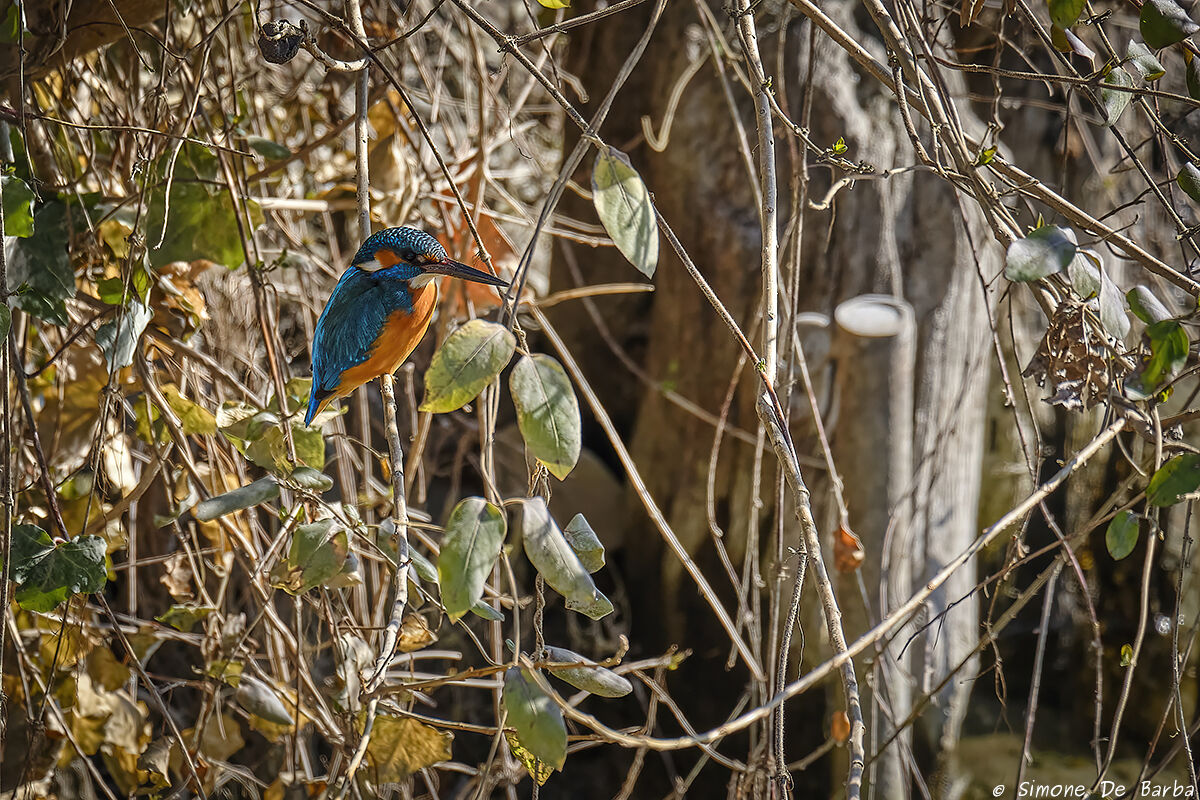 It's not my thing... but what a satisfaction!