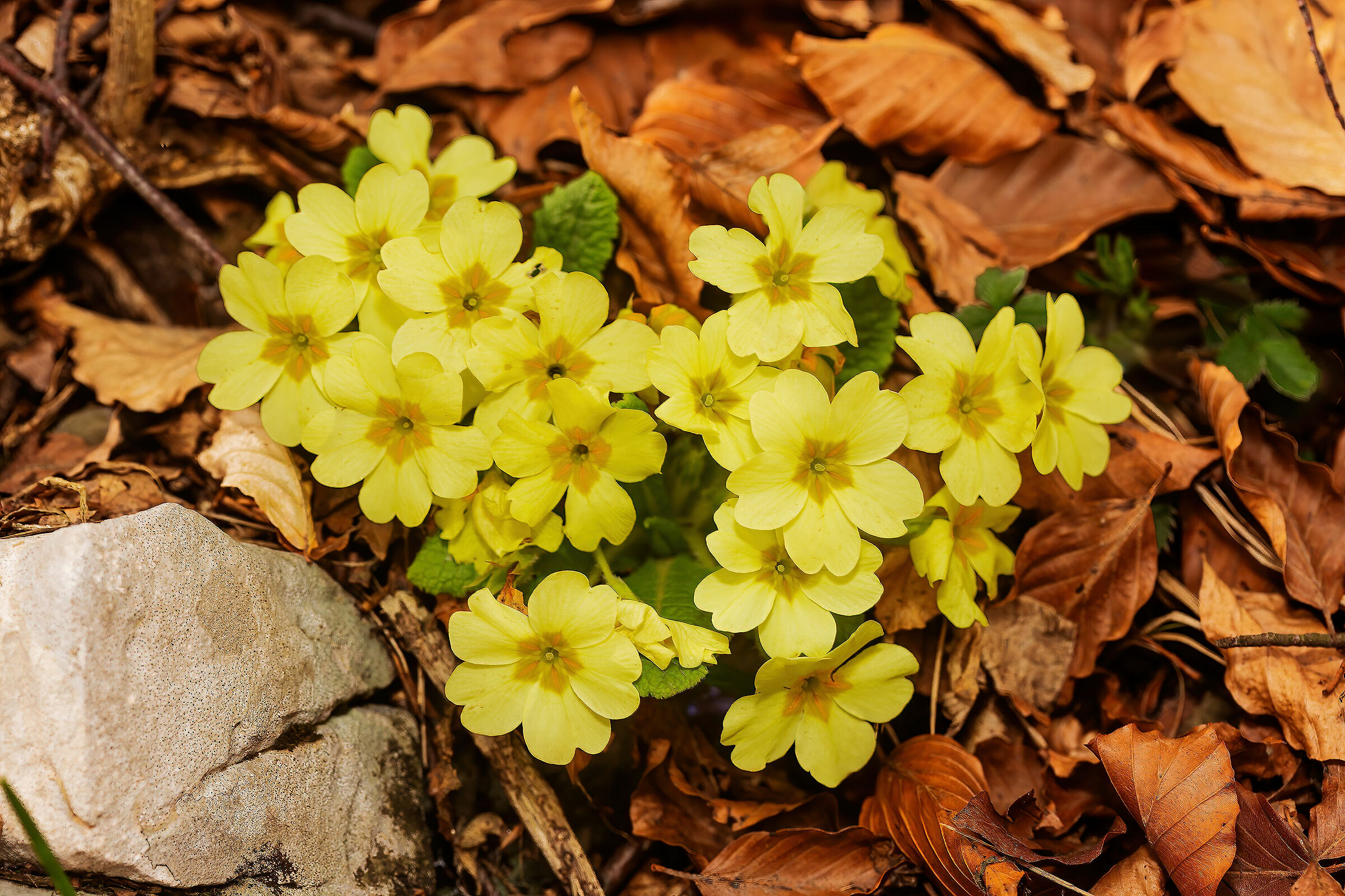 First signs of spring