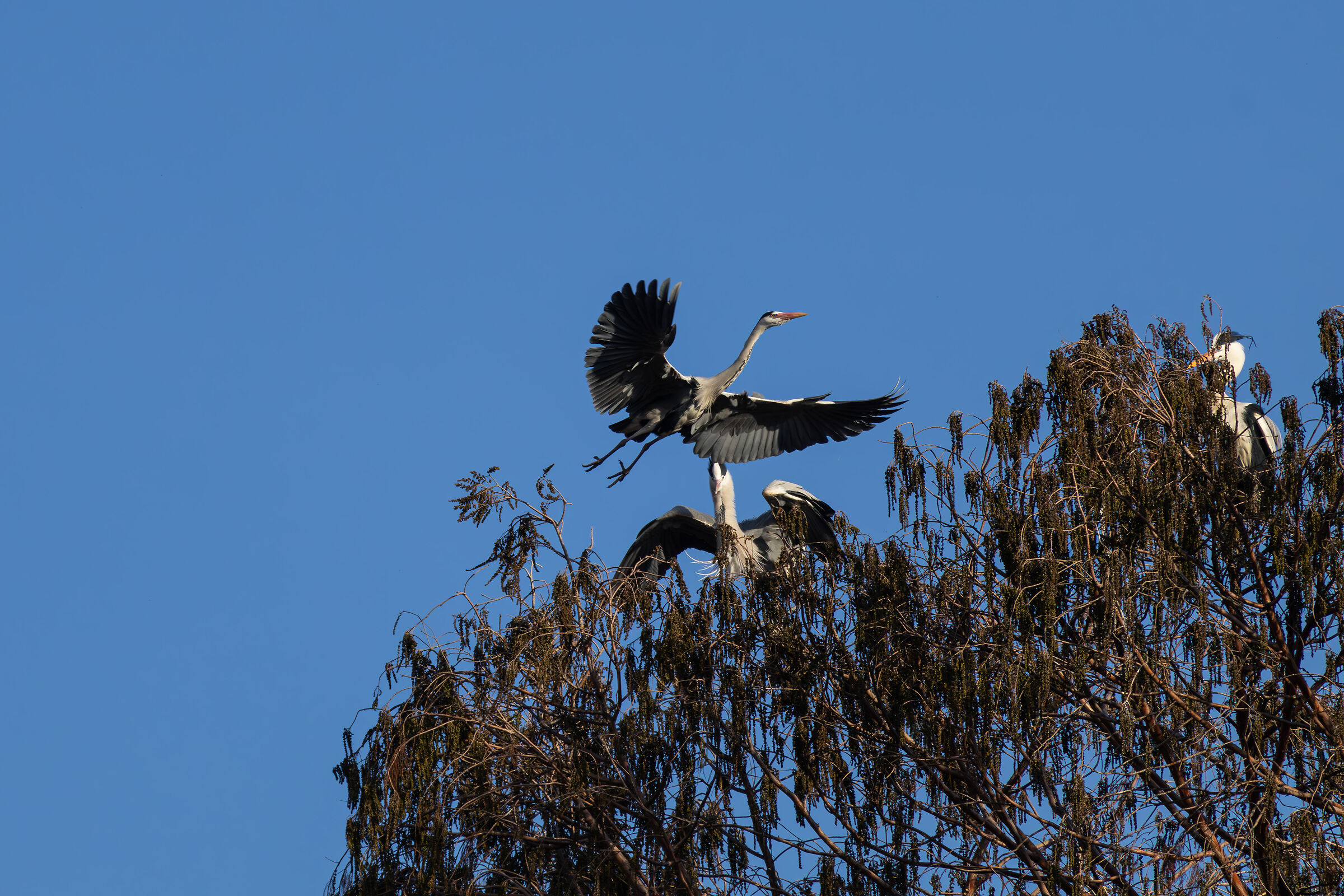 Nesting grey heron