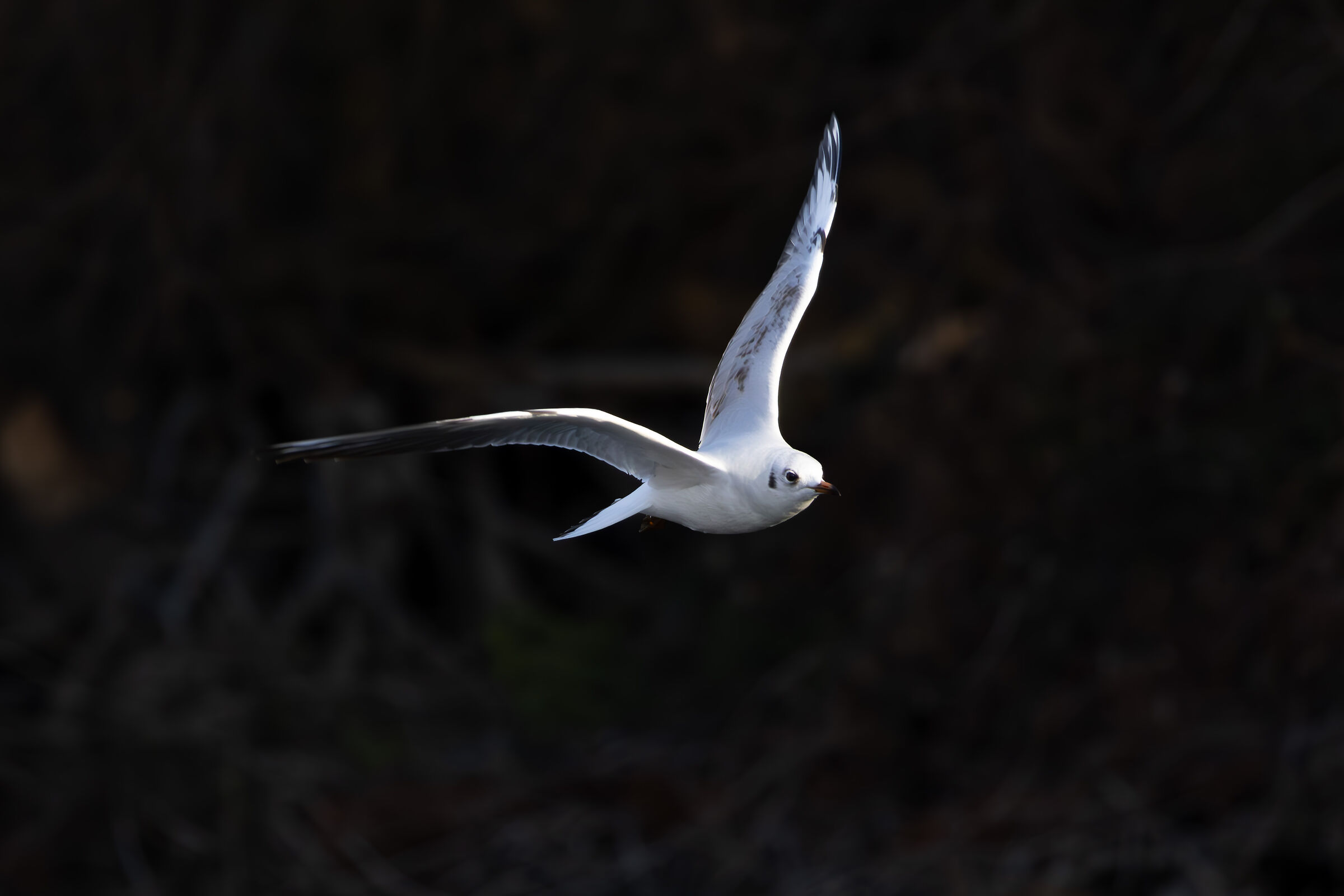 Blackgull