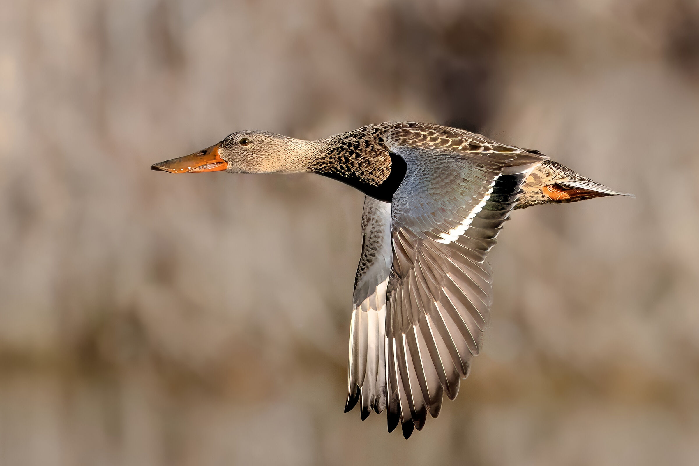 Shoveler (Spatula clypeata) female