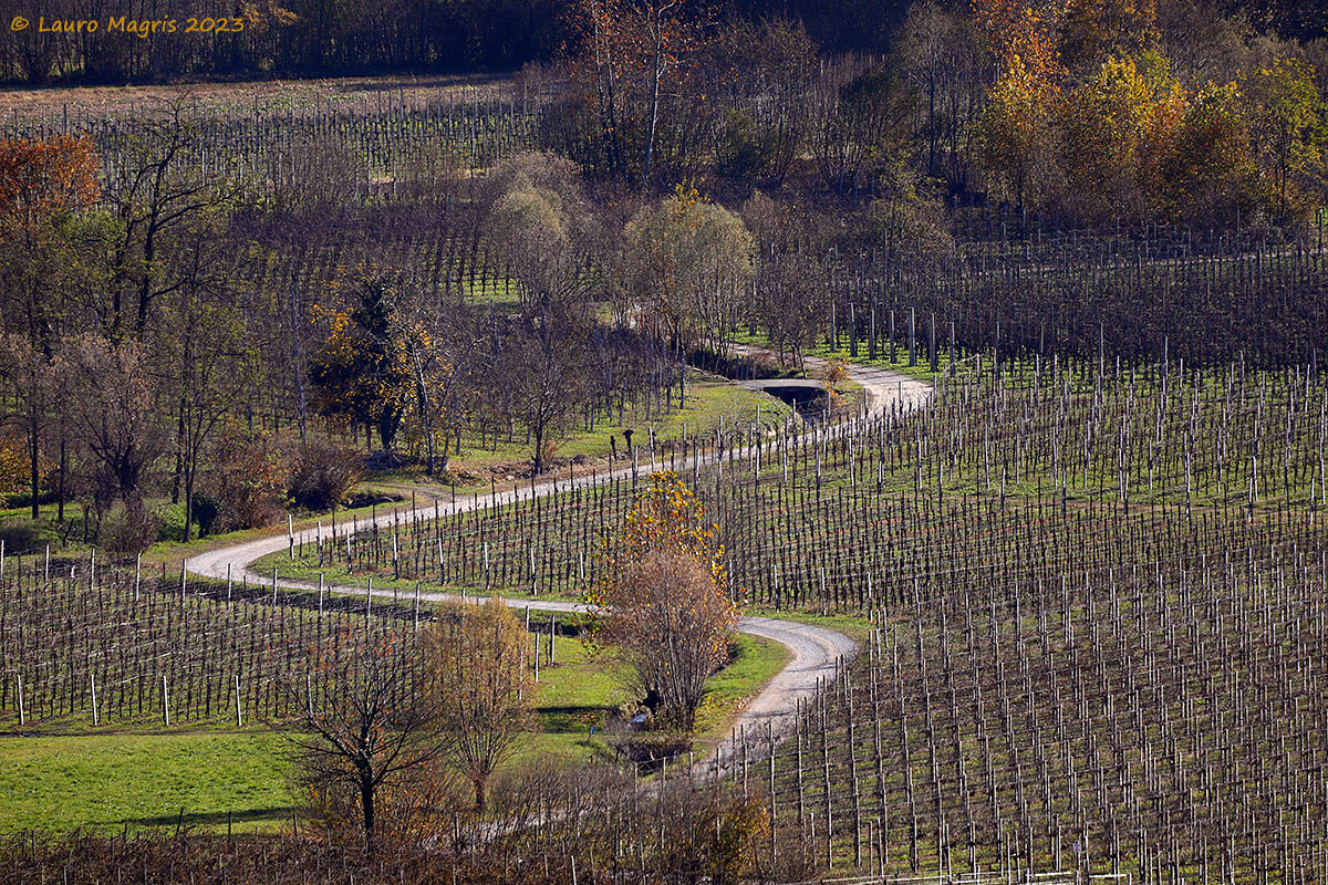 Sequences of curves between the vineyards