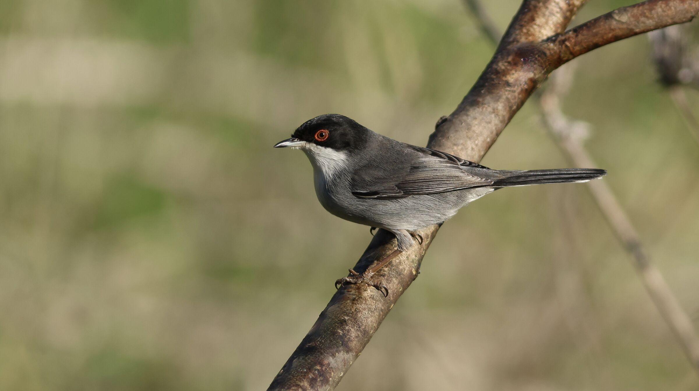 Occhiocotto M.
