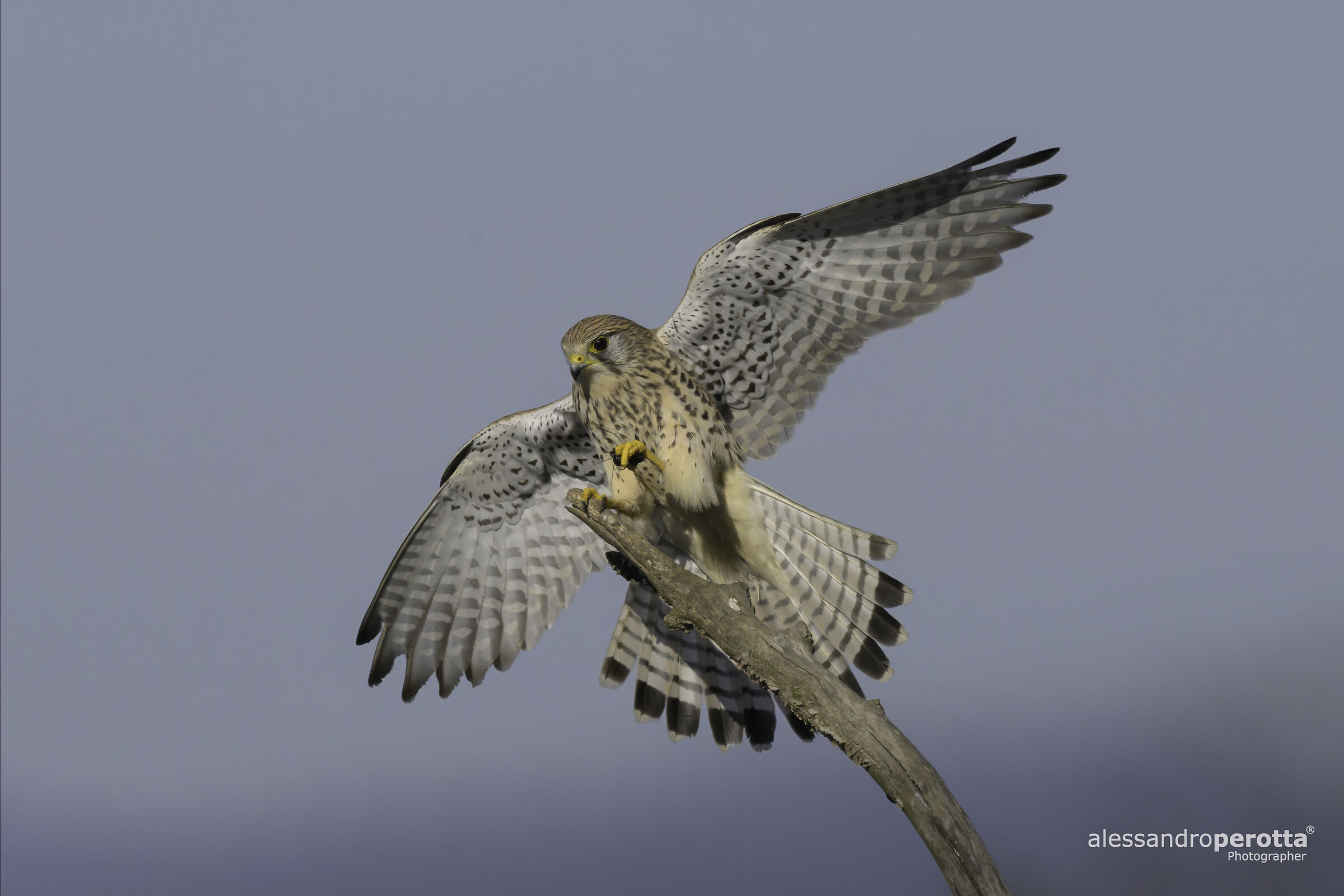 Falco tinnunculus