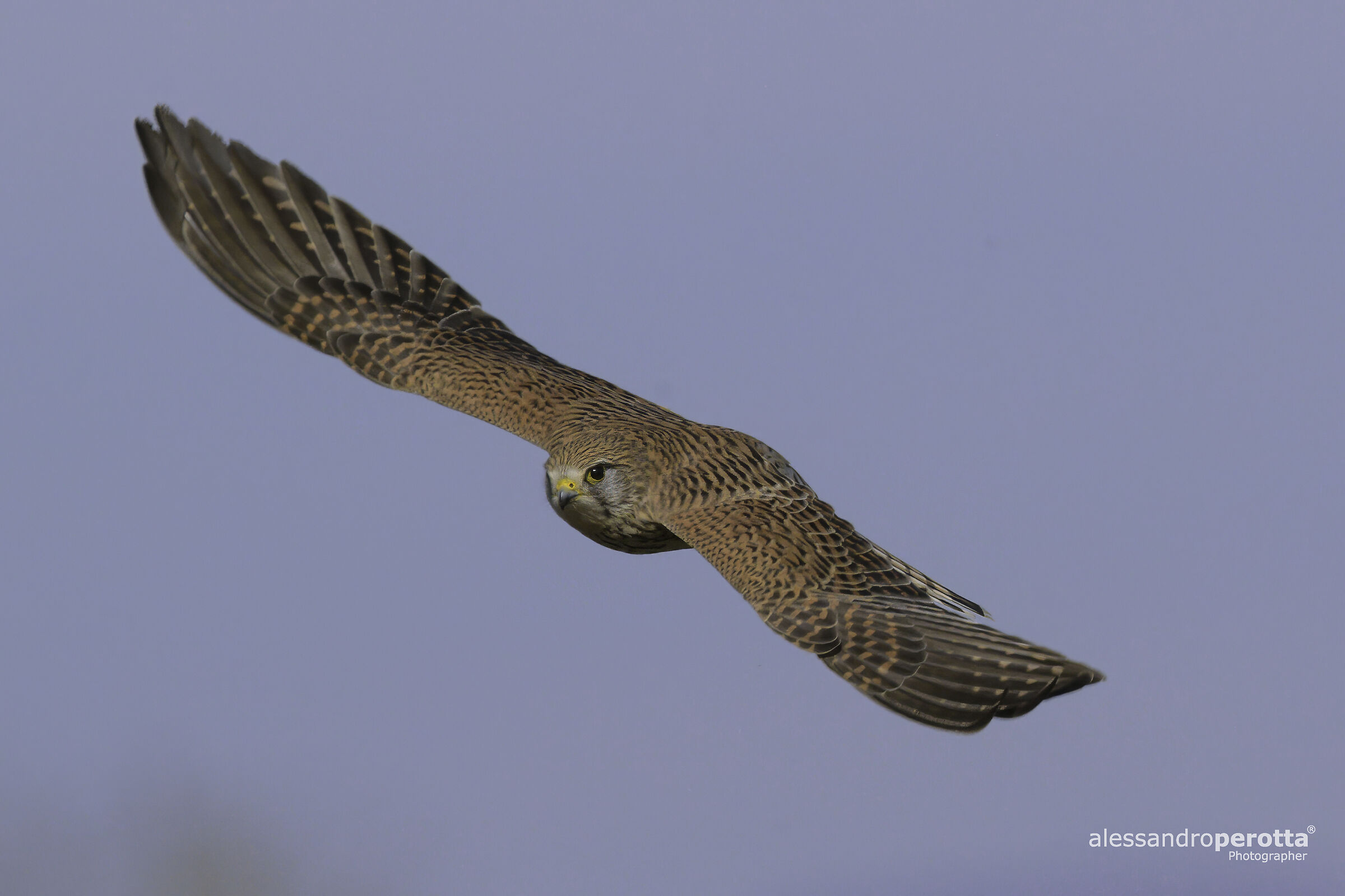 Falco tinnunculus