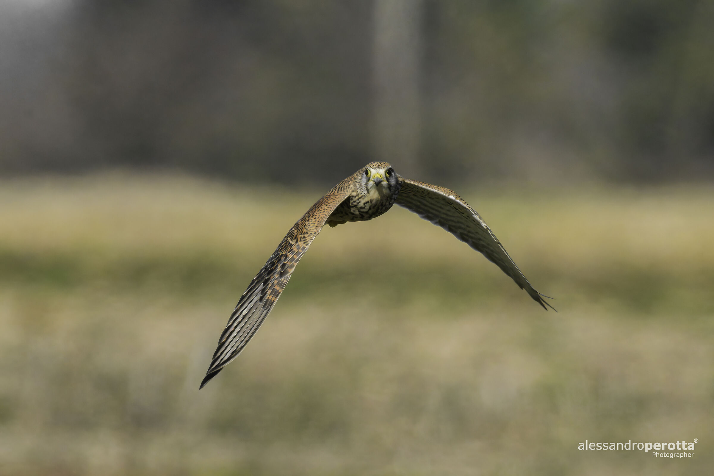 Falco tinnunculus