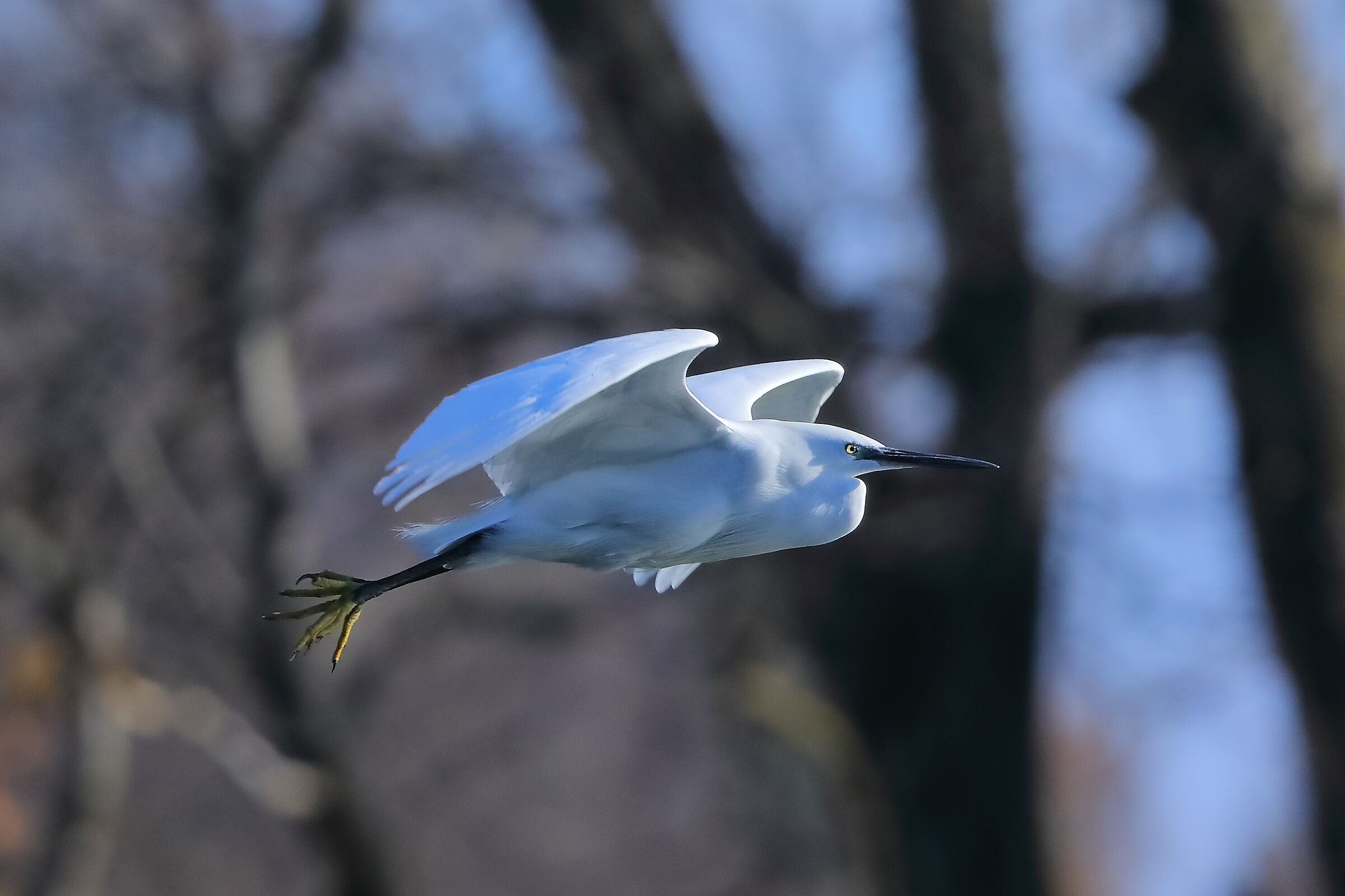 Little Egret 06-12-2023