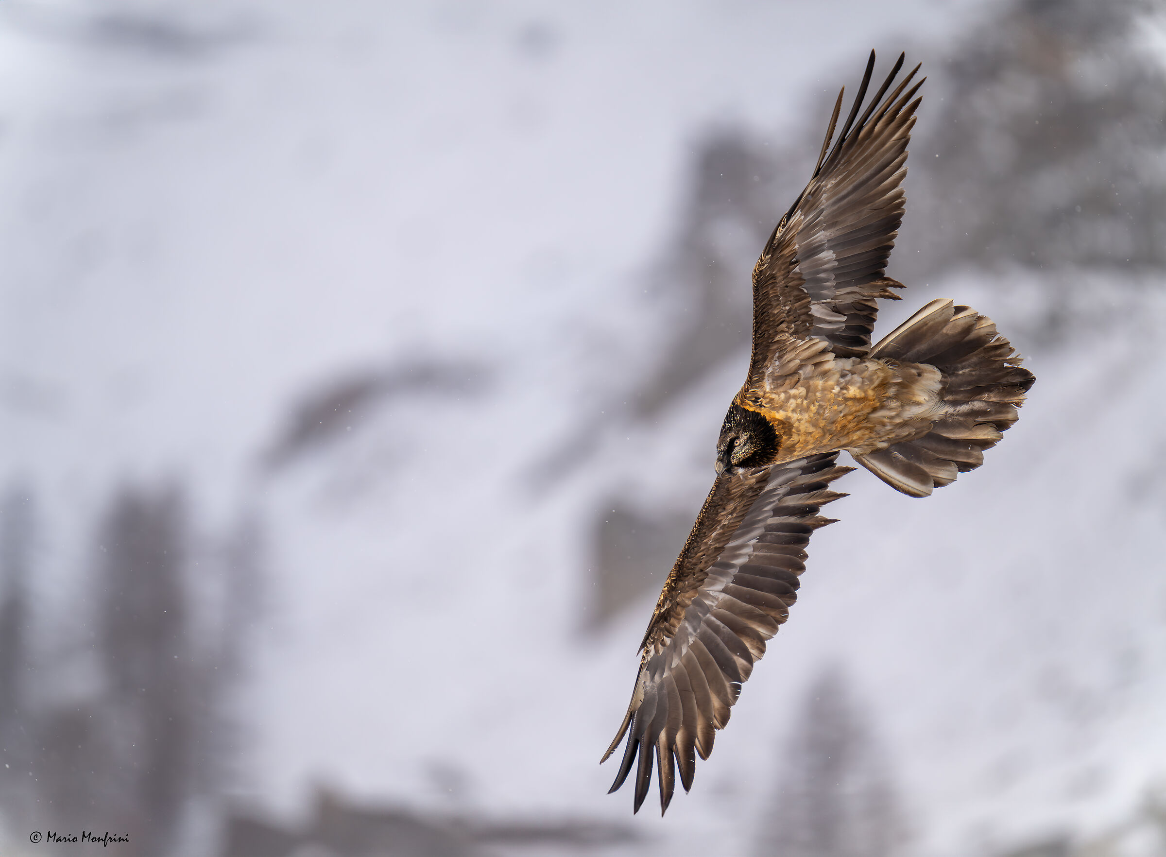 Bearded vulture in the snow!