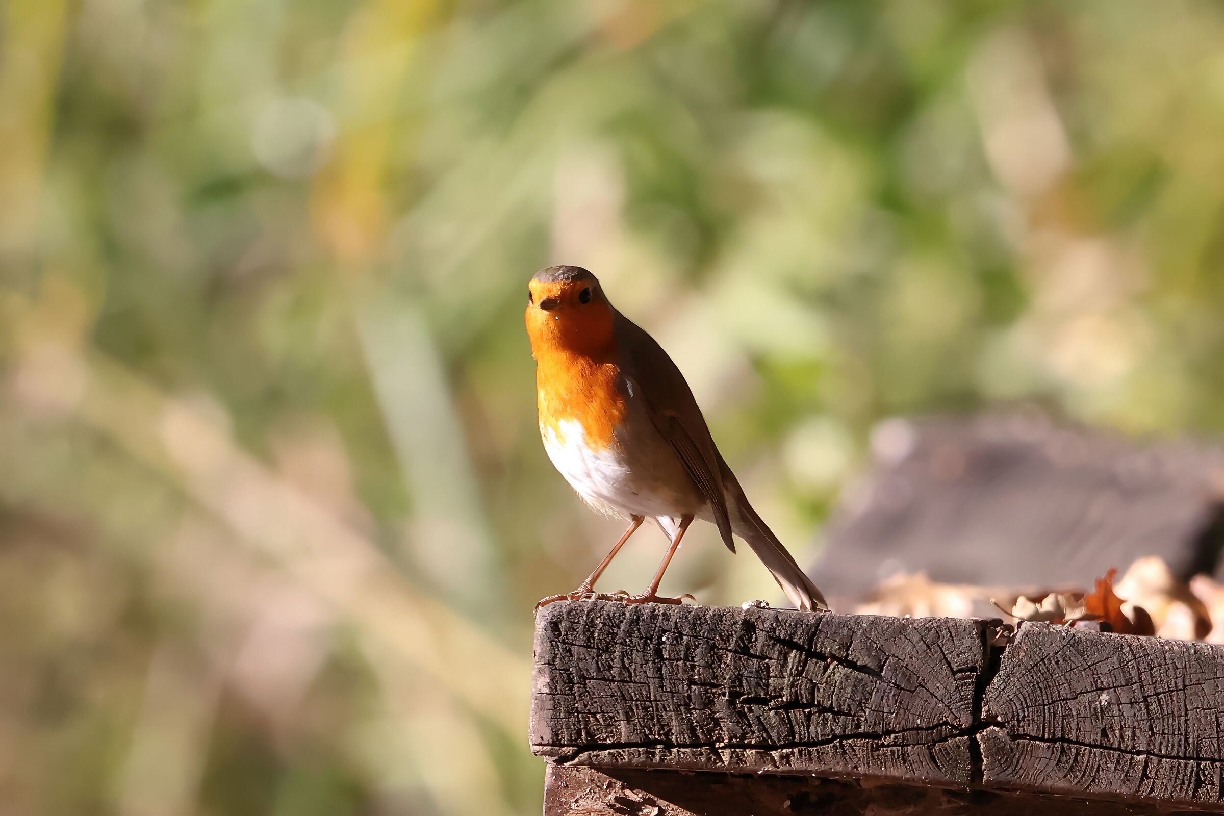 robin