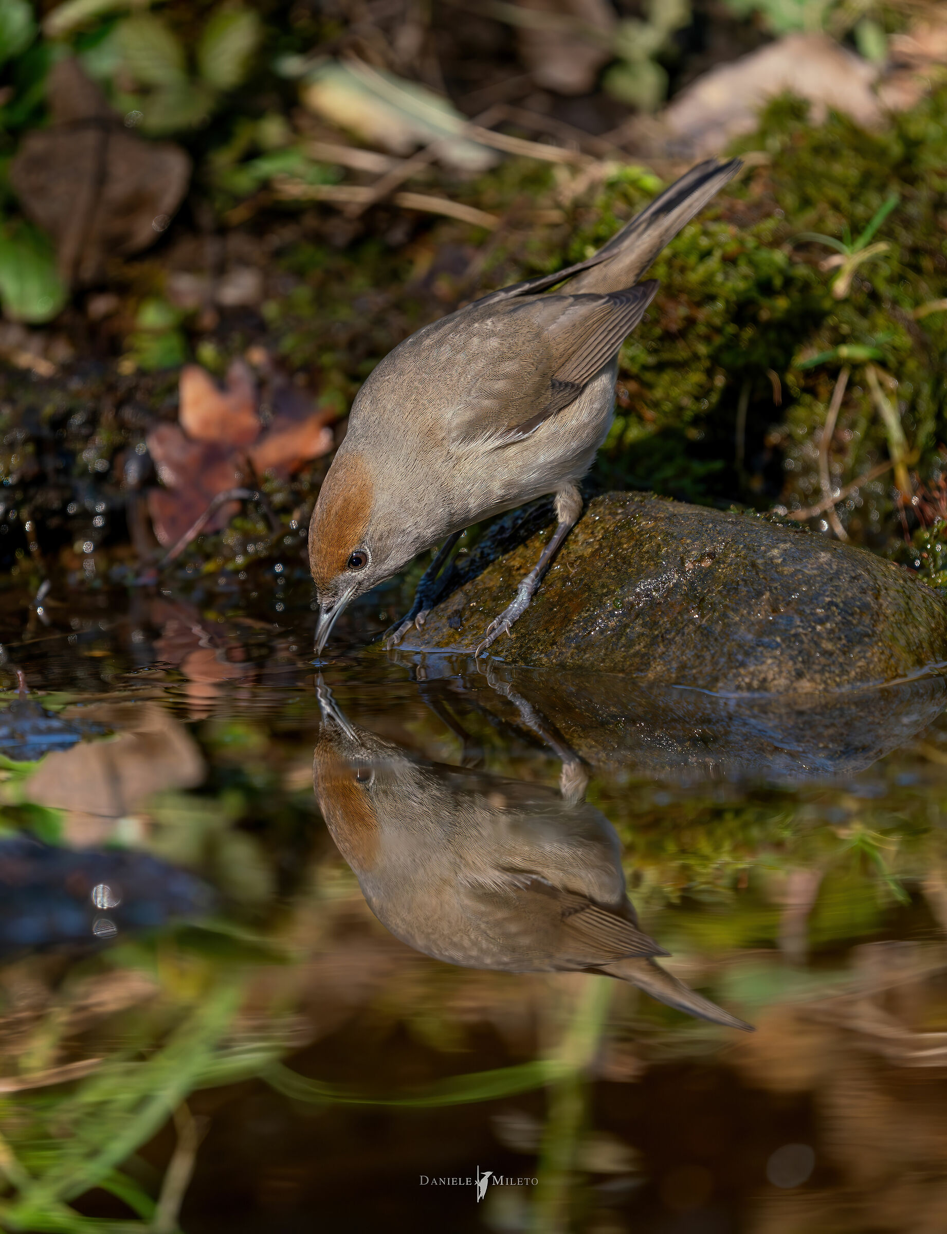 Specchiata "Capinera"femmina