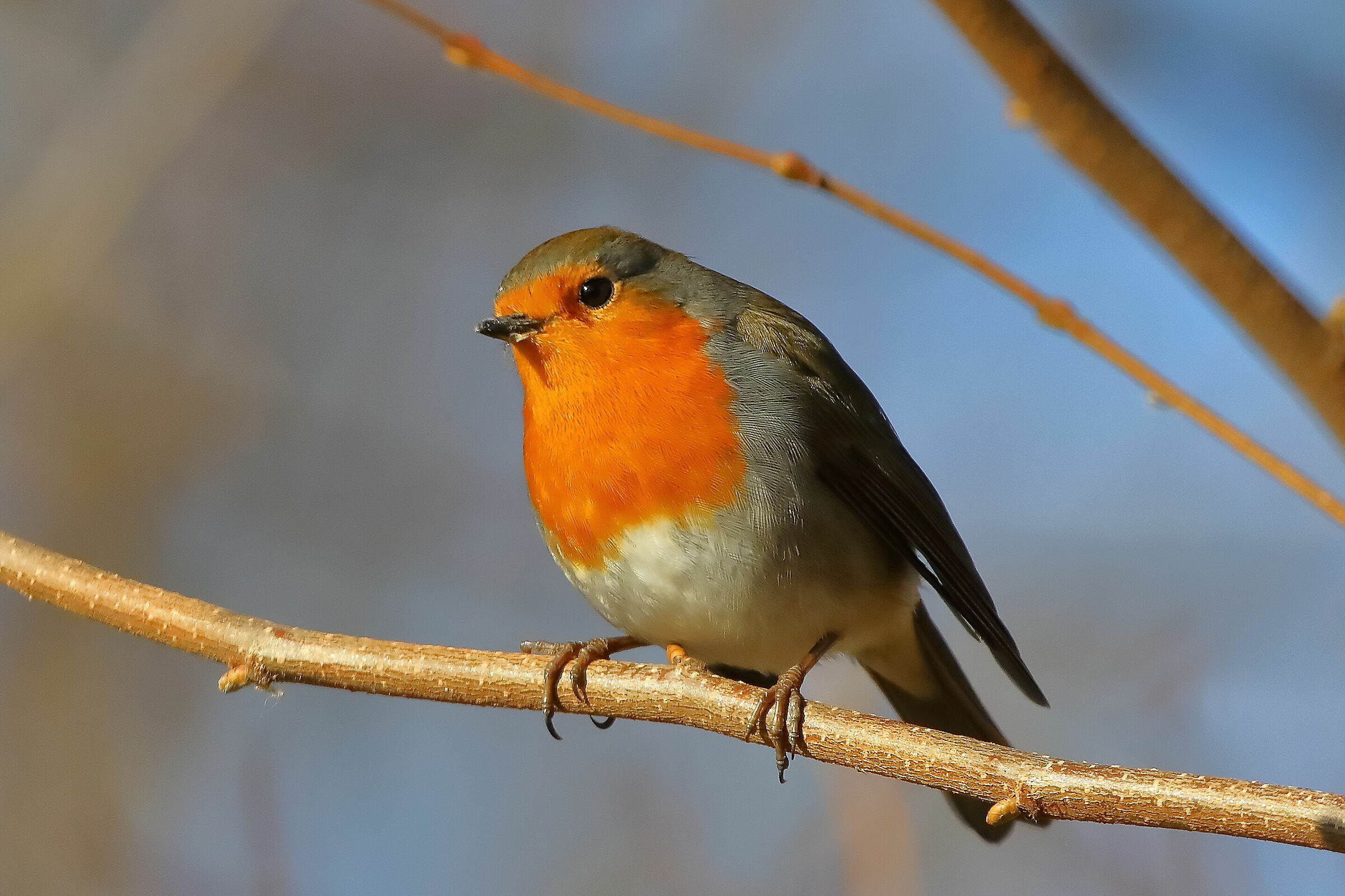 Robin 06-12-2023