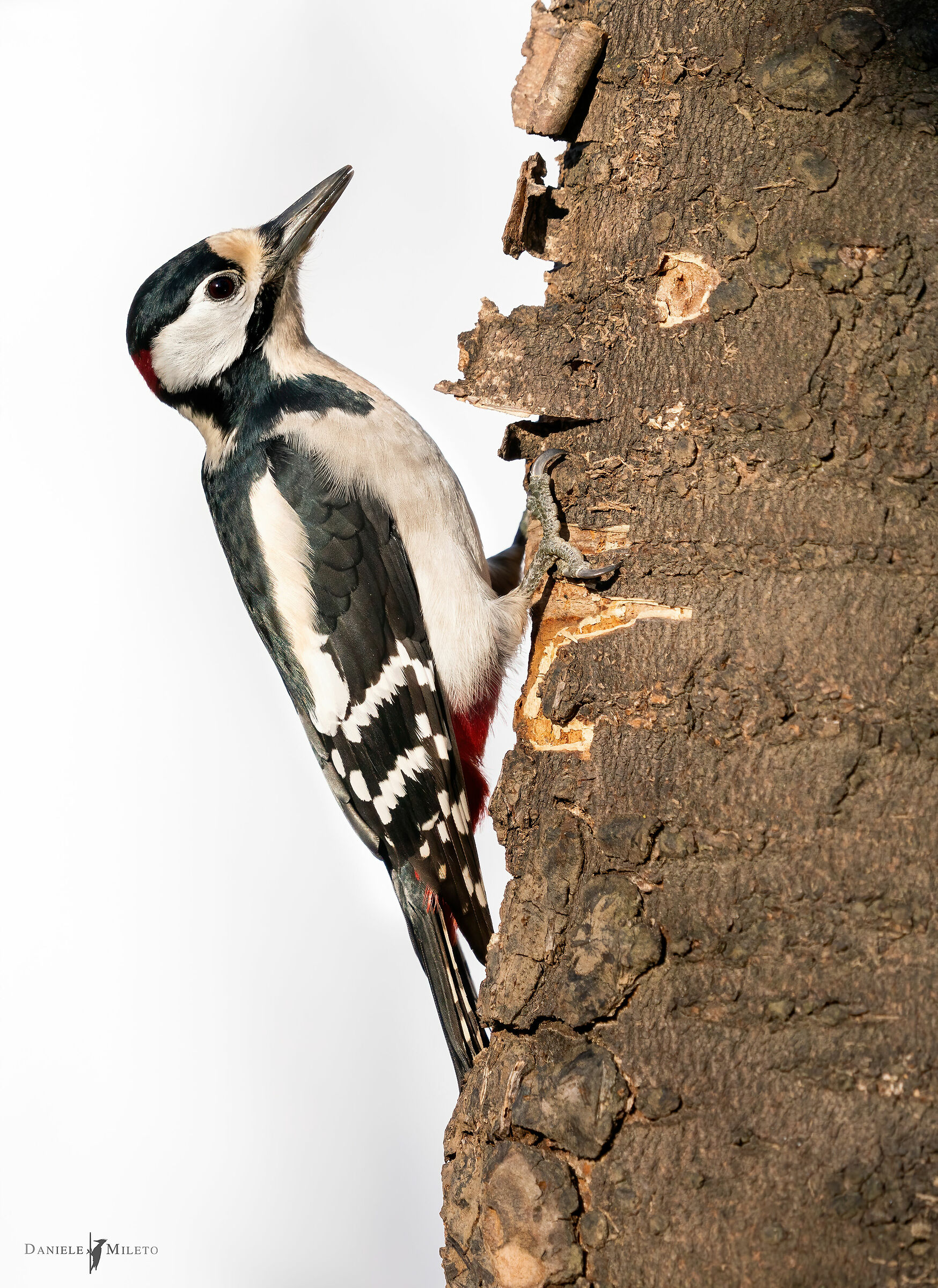 Picchio rosso su sfondo bianco"no Photoshop"