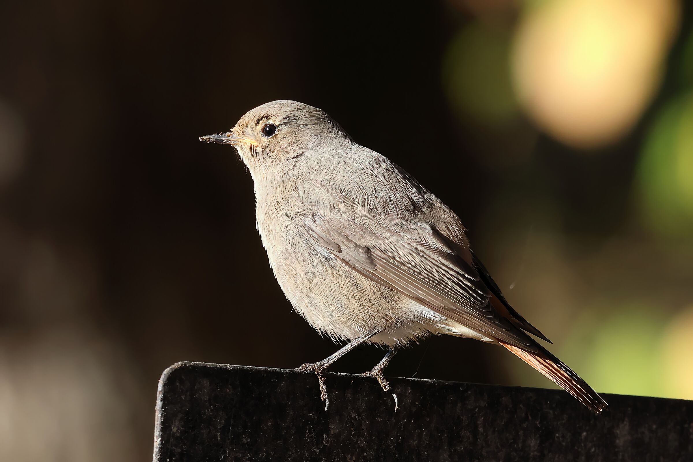 Redstart second pose