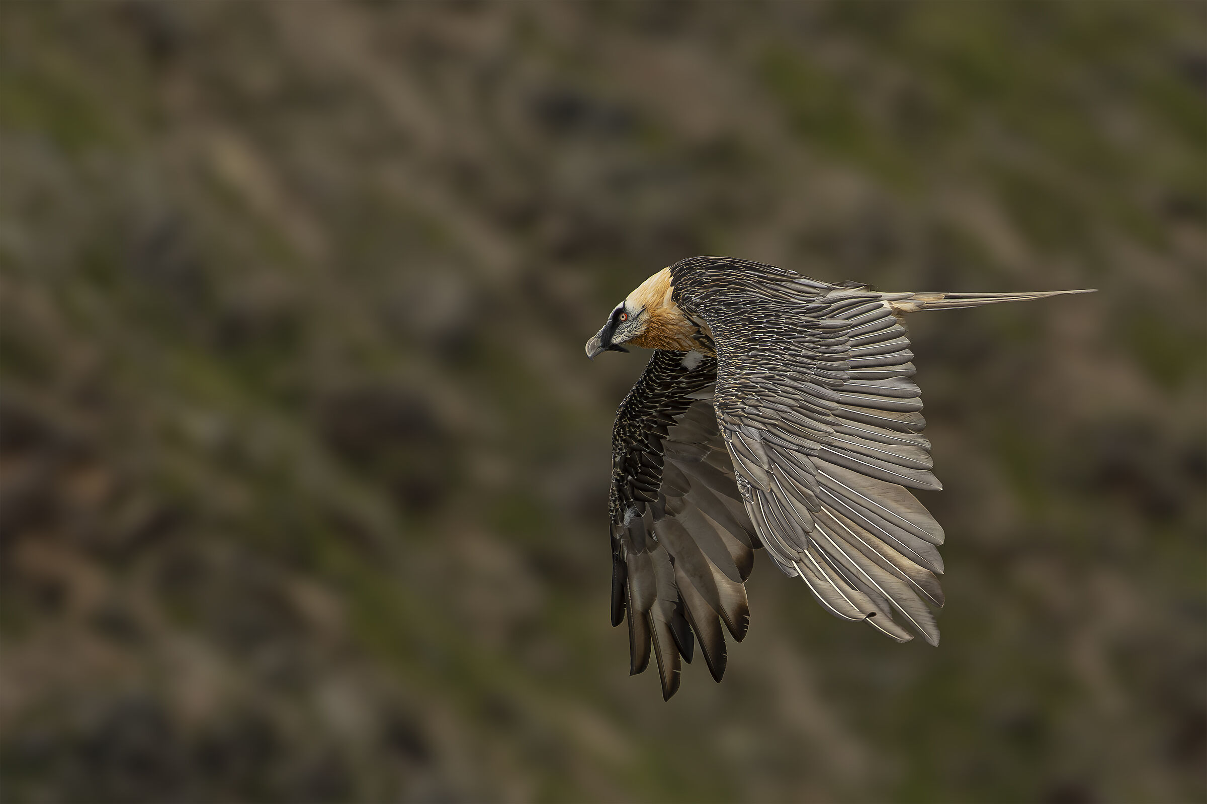Bearded vulture