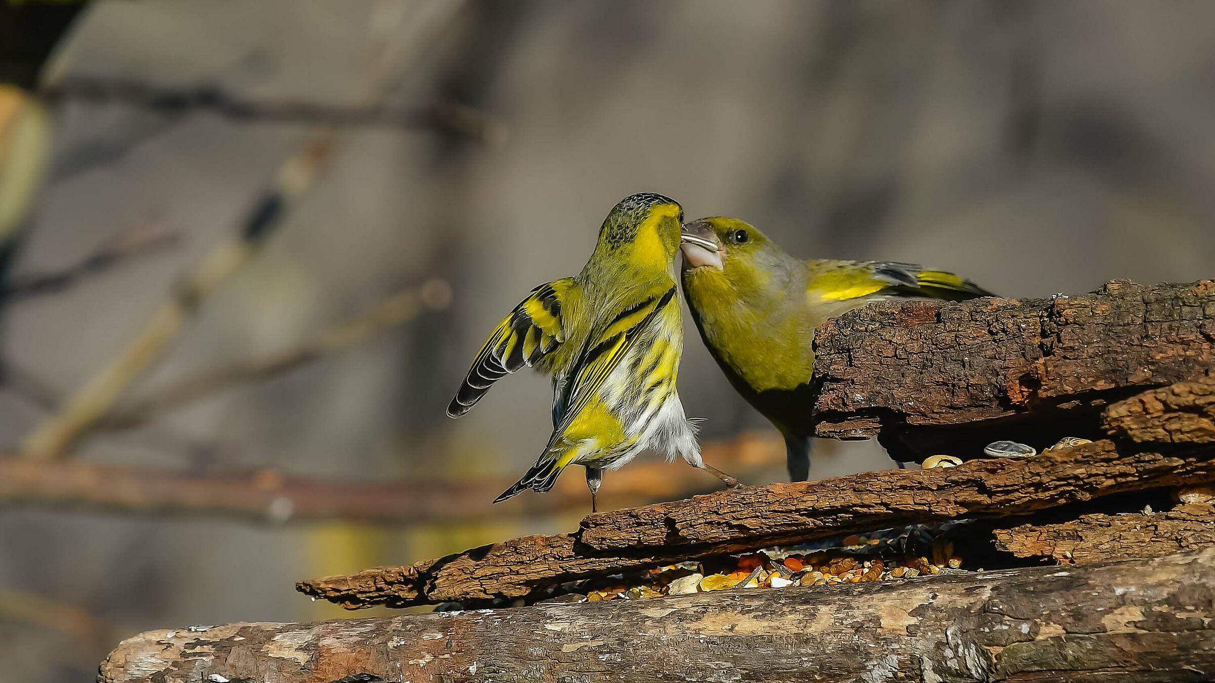 La differenza fra un Lucherino e un Verdone !!