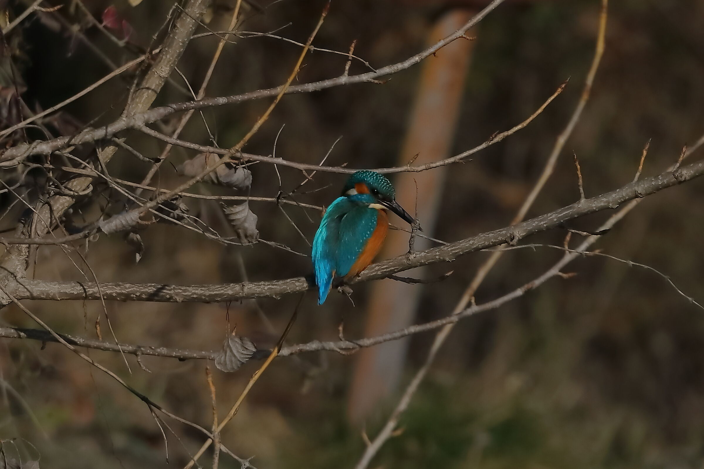 Kingfisher 05 February 2024 - 0027