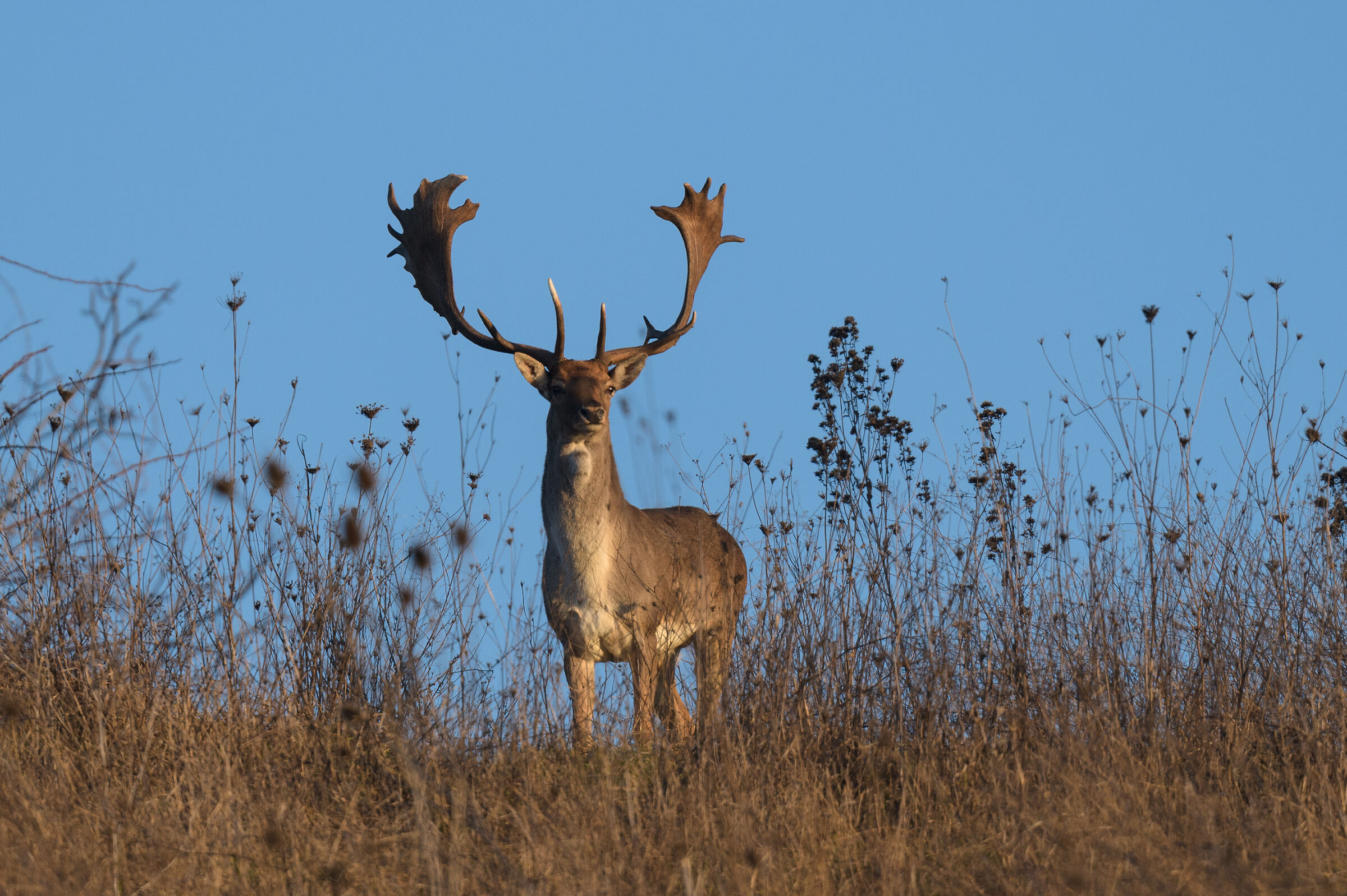 Daino maschio adulto o "Palancone"