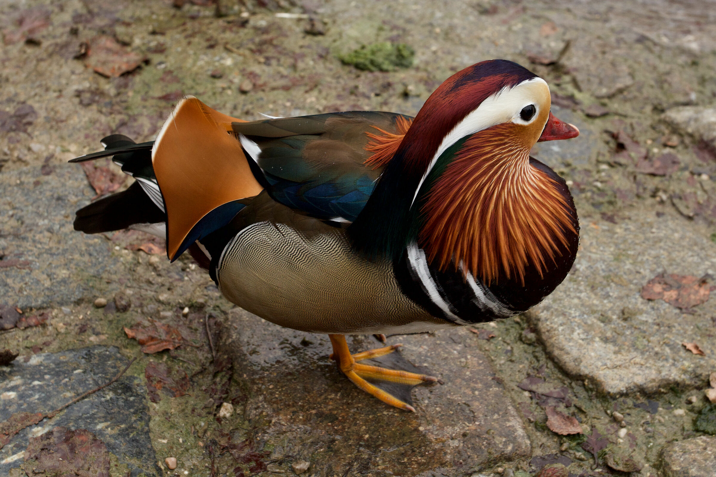 In the English Garden in Munich