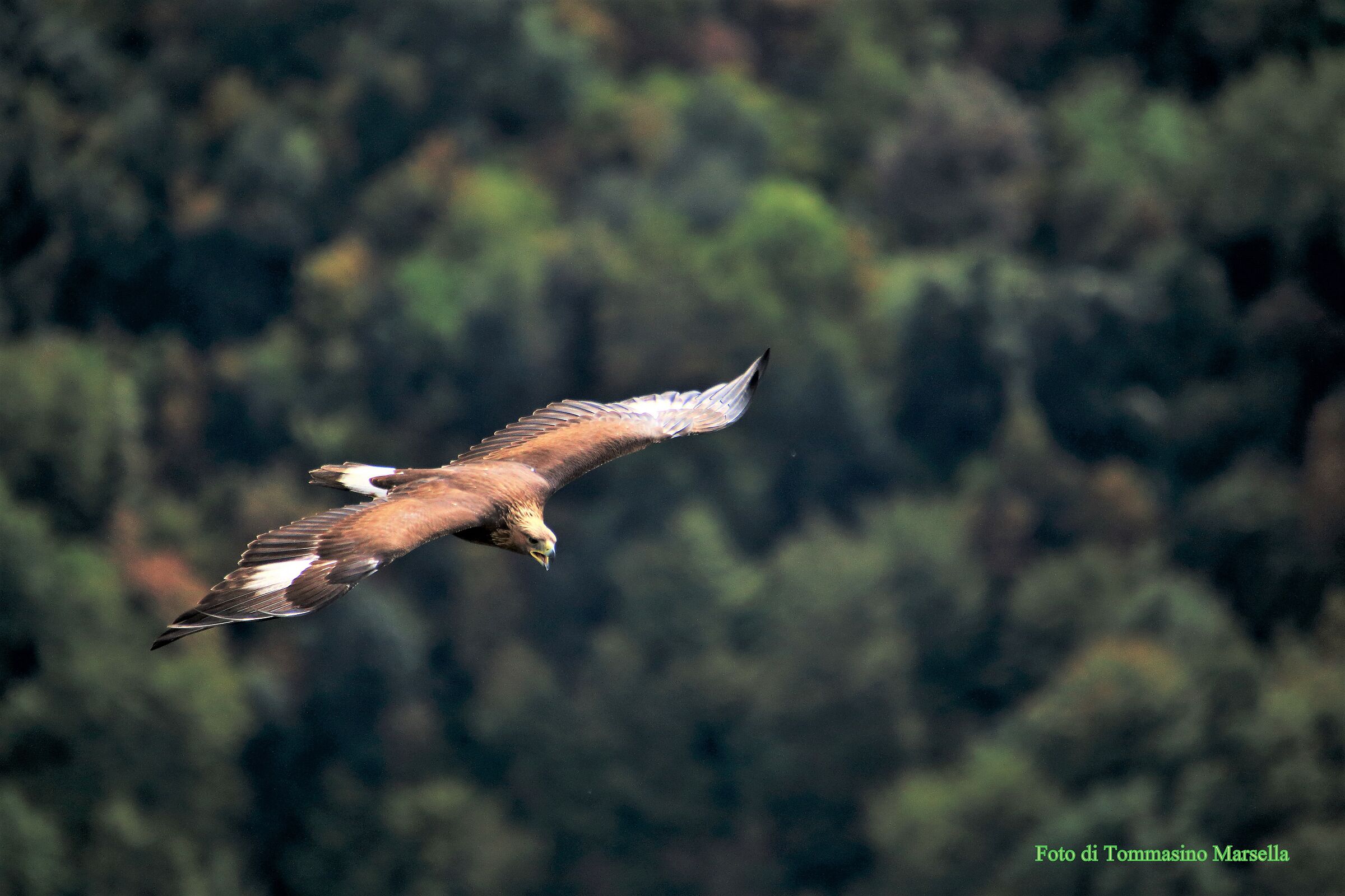 Giovane di Aquila Reale