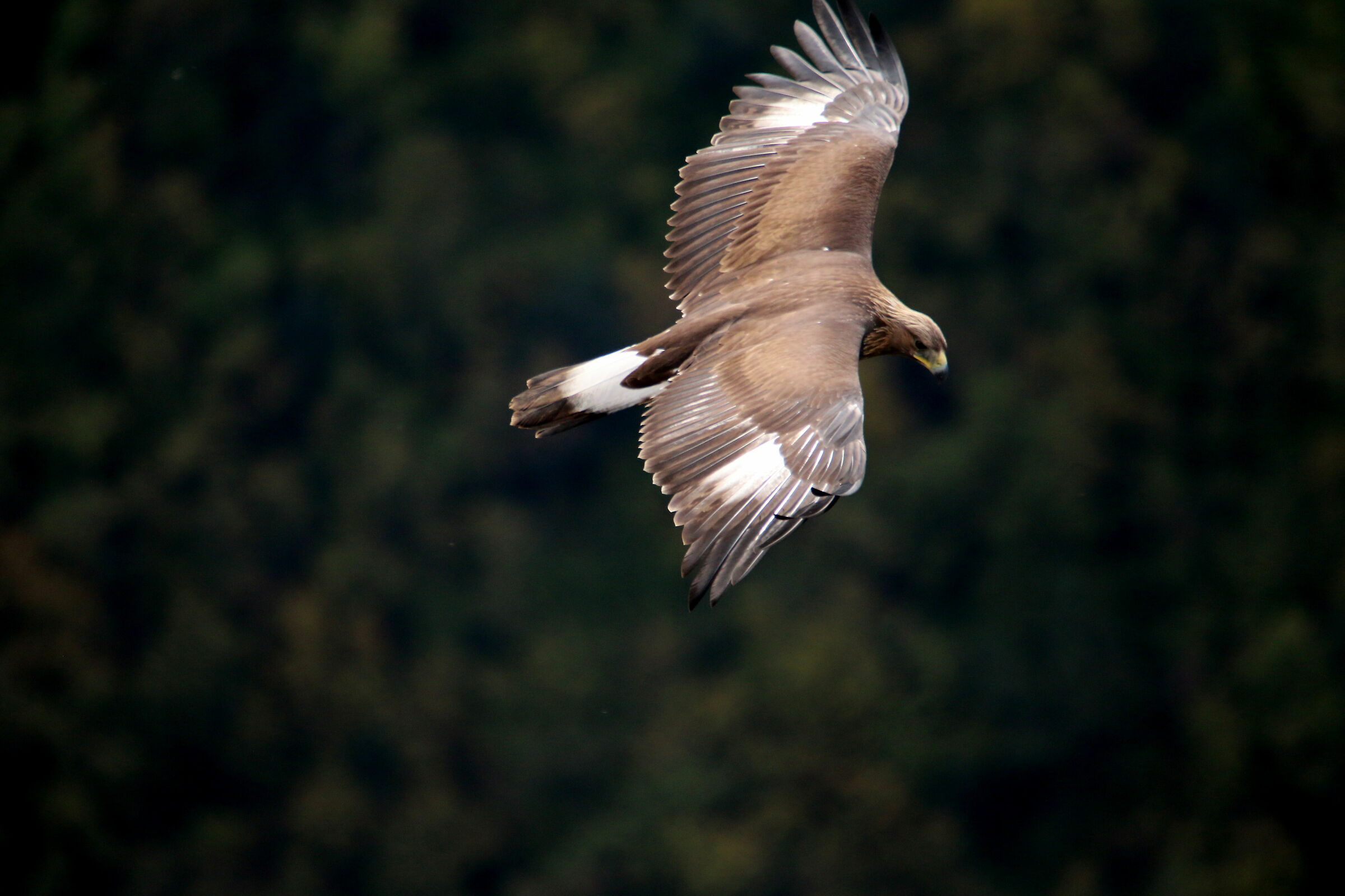 Giovane di Aquila Reale