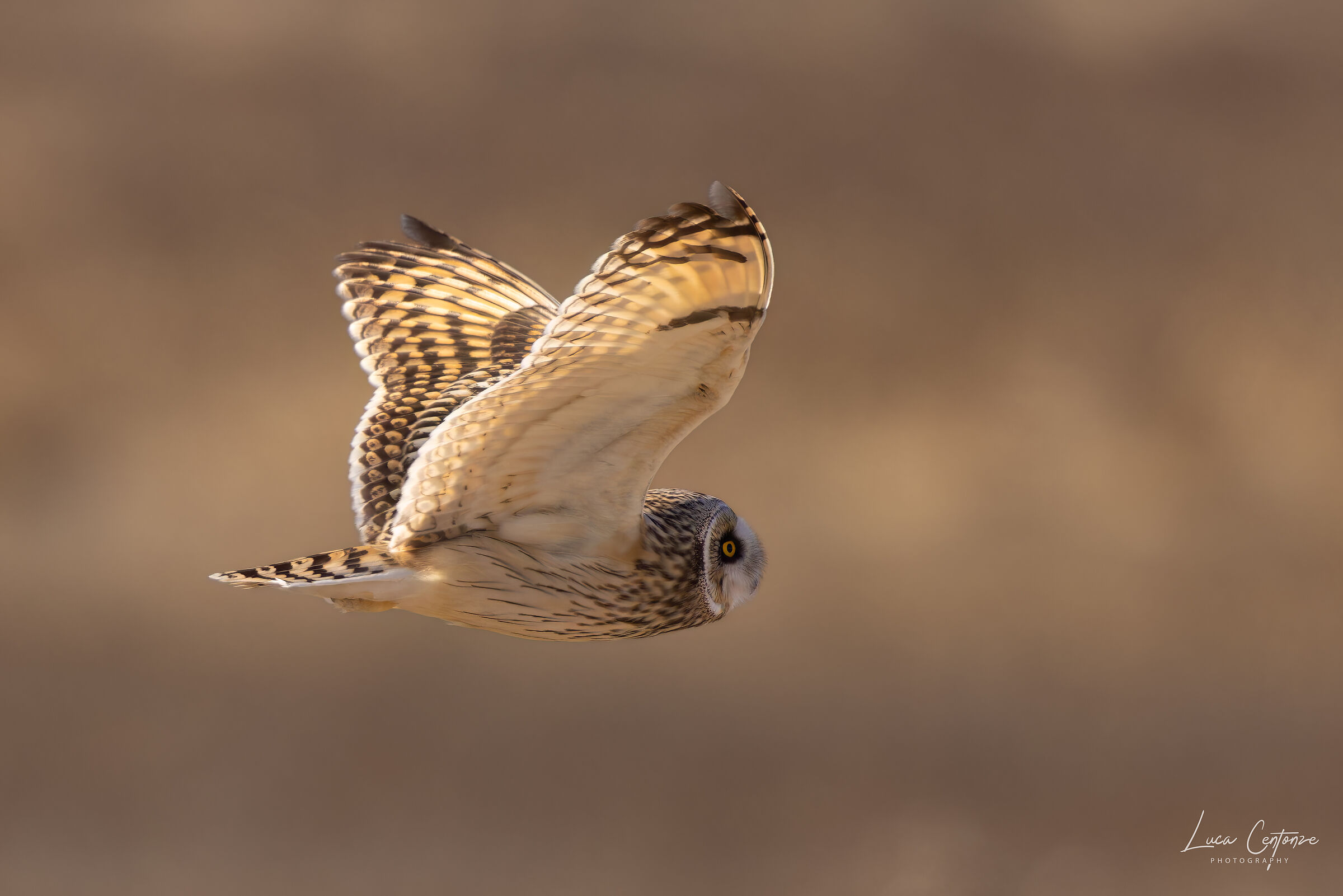 Short-eared Owl, Short-eared Owl (Asio flammeus)