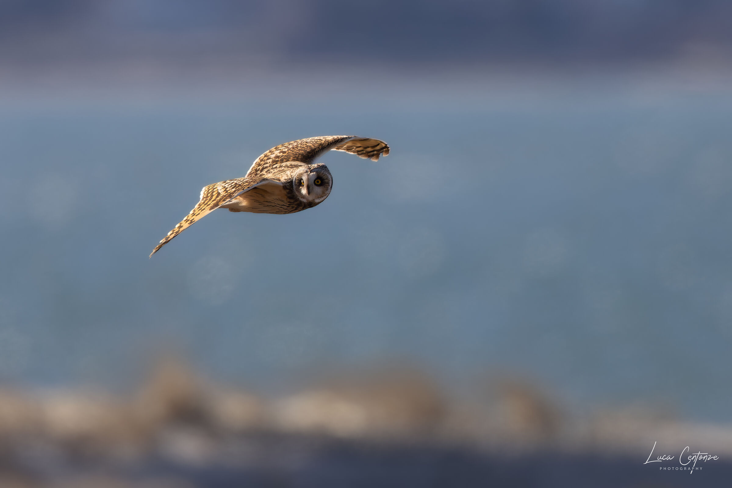 Short-eared Owl, Short-eared Owl (Asio flammeus)