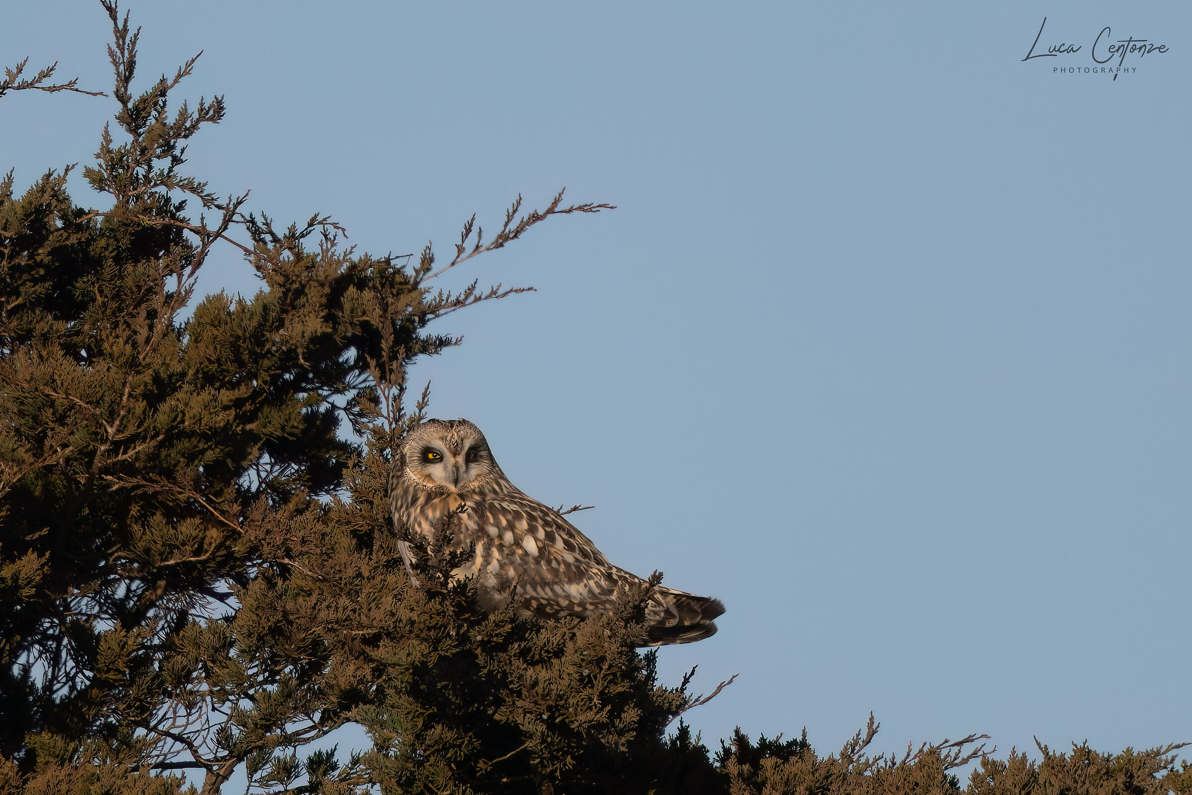 Short-eared Owl, Short-eared Owl (Asio flammeus)
