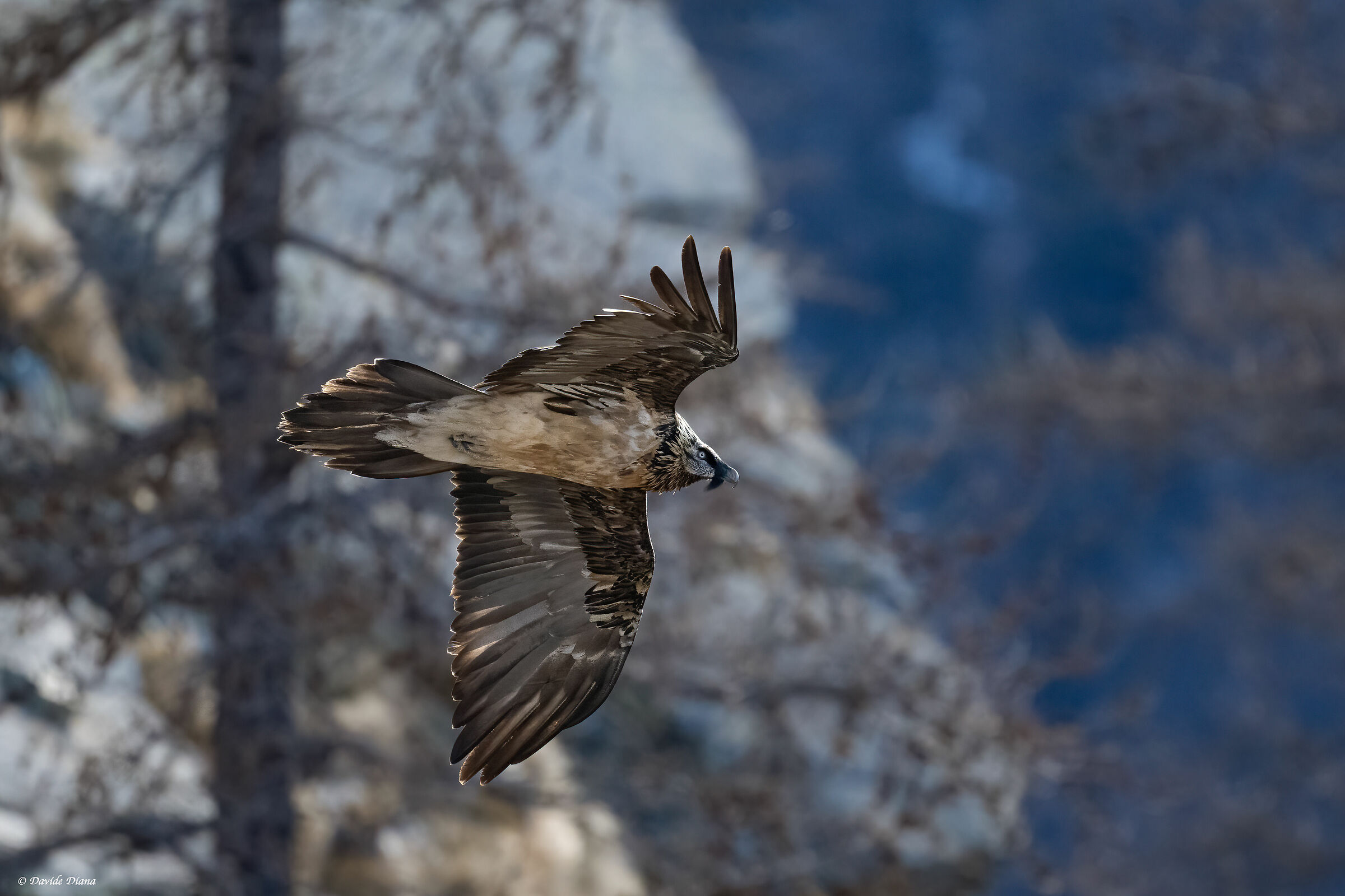Gypaetus barbatus - Gran Paradiso National Park