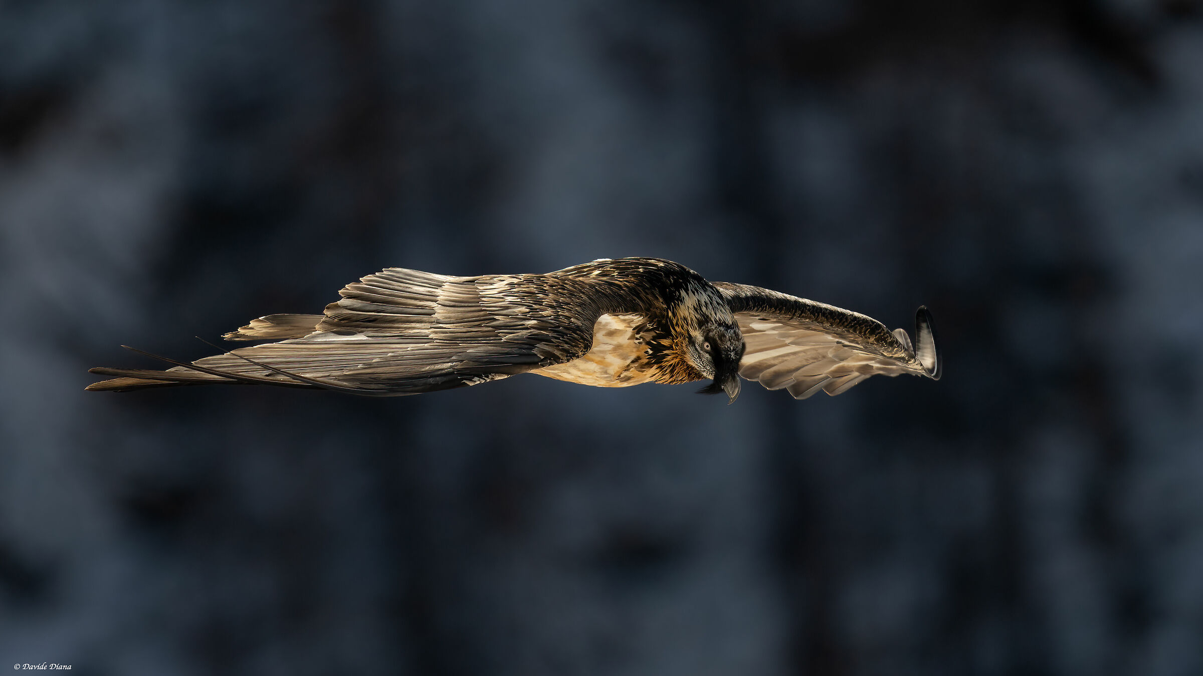 Gypaetus barbatus - Gran Paradiso National Park
