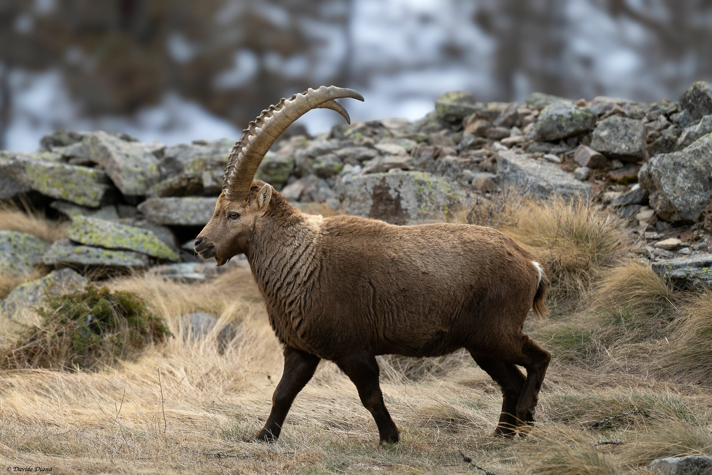 Ibex - Gran Paradiso National Park