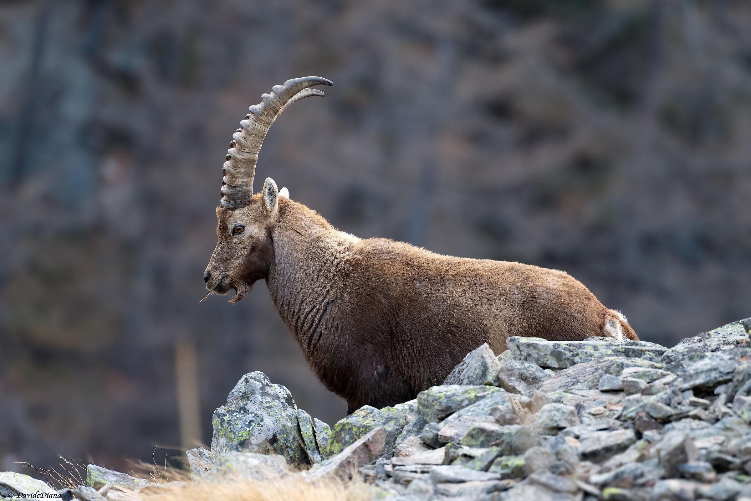 Ibex - Gran Paradiso National Park