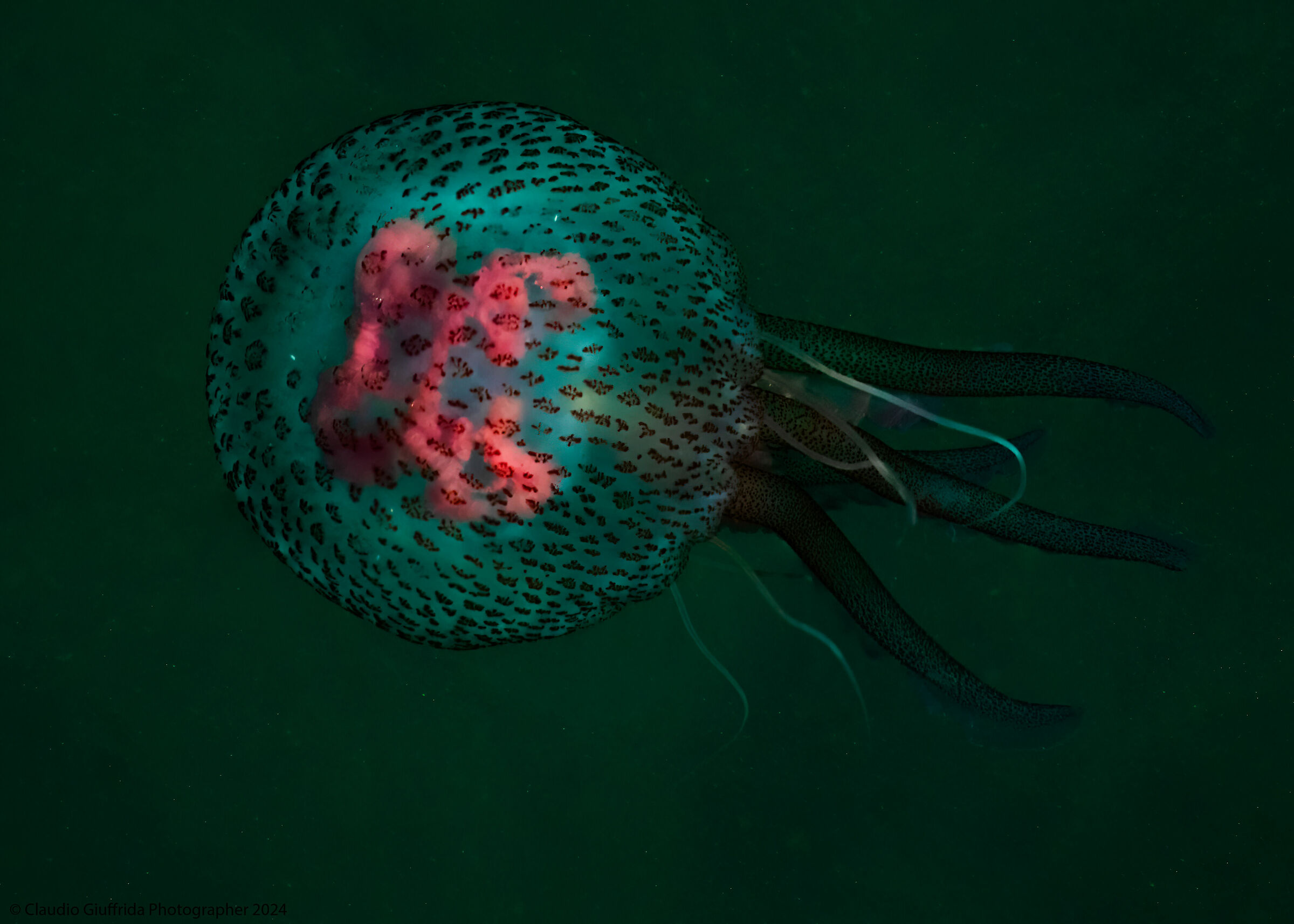 Pelagia Noctiluca