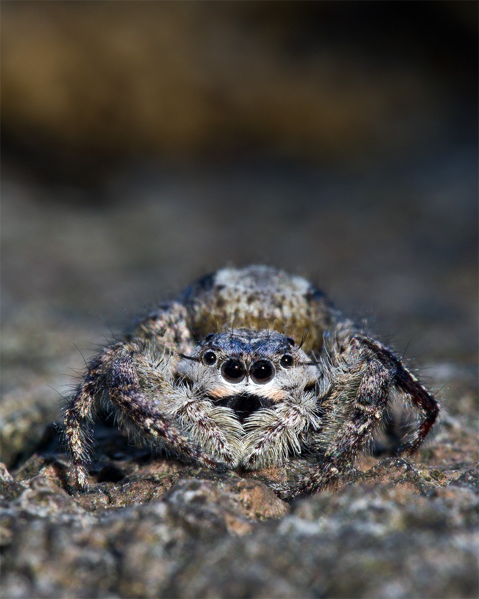 Jumping Spider