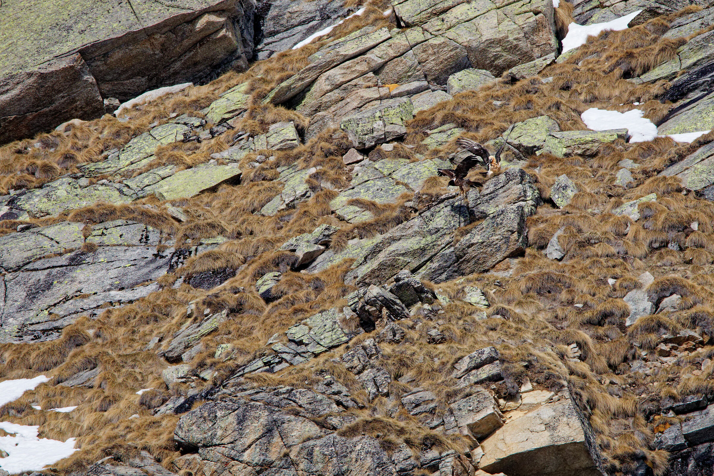Bearded vultures