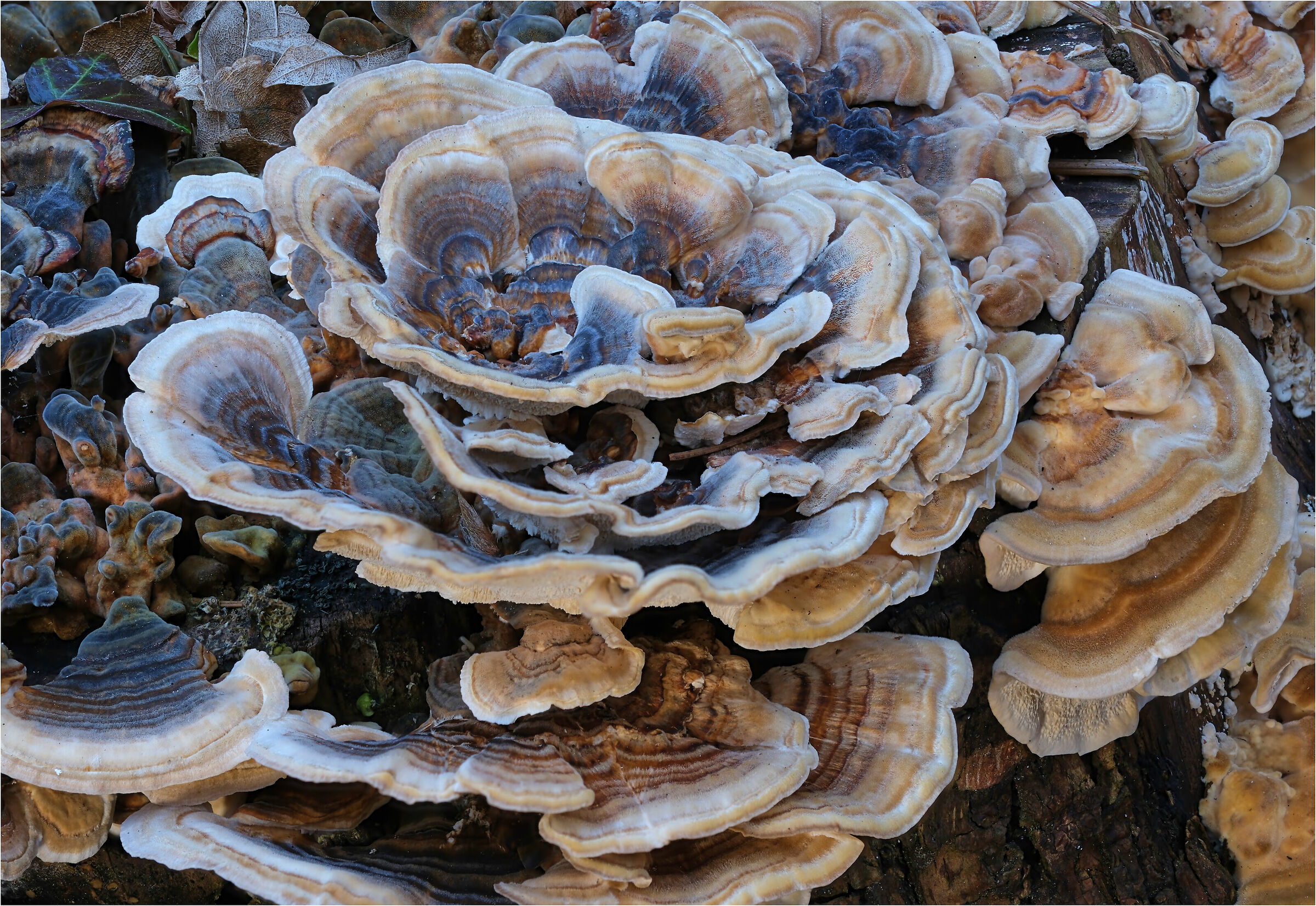 Etsy, macro stacked 27 photos.